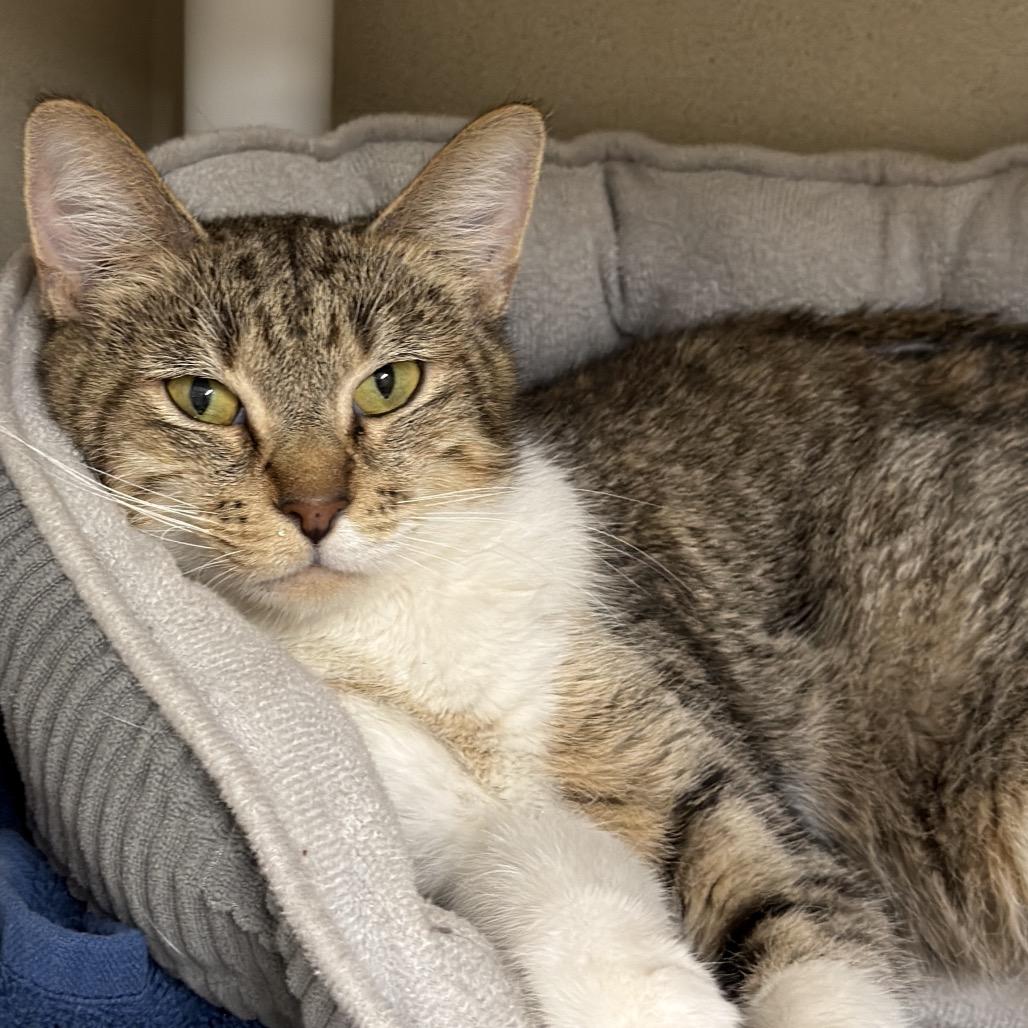 Willow, Adoptable, Adult Female Domestic Short Hair & Domestic Short Hair.