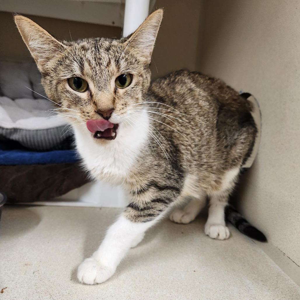 Enlarge Willow, a Adoptable mixed breed in Colorado Springs, CO image 2/3