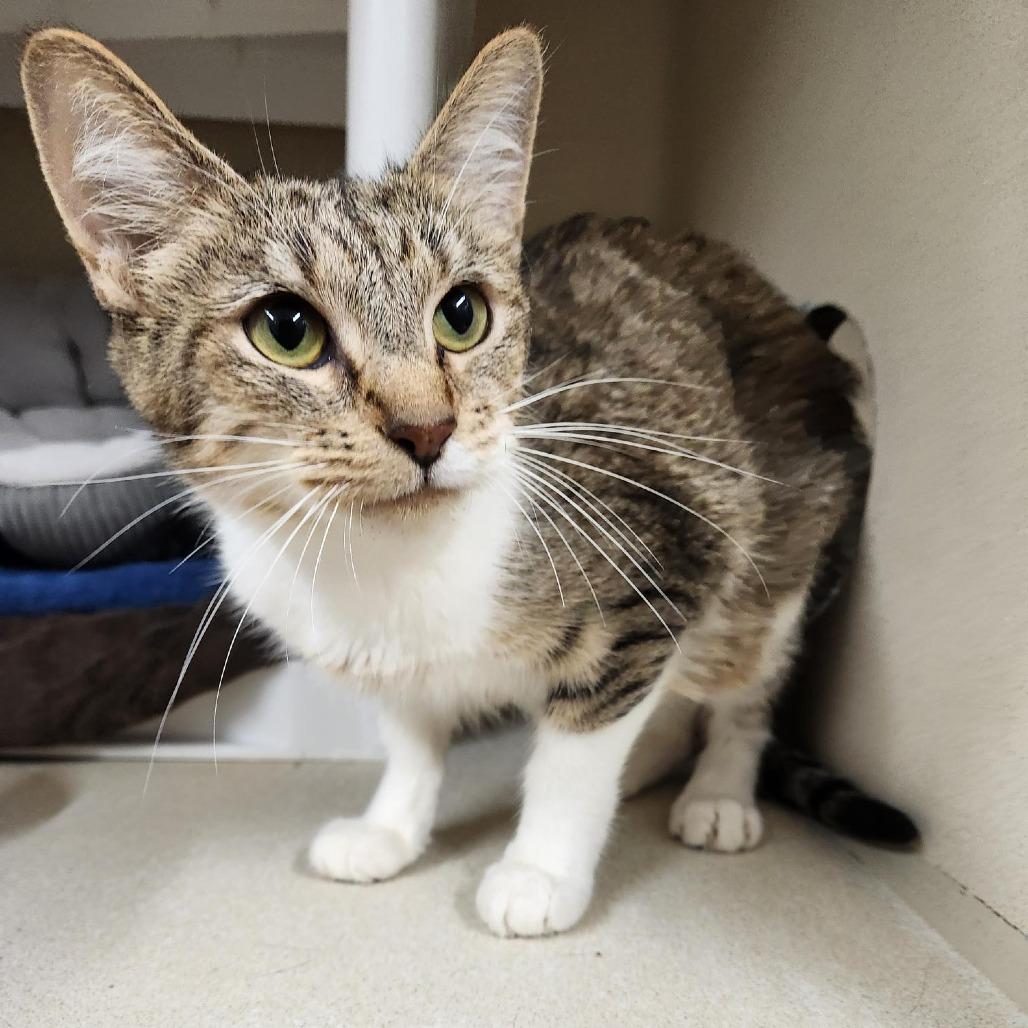 Enlarge Willow, a Adoptable mixed breed in Colorado Springs, CO image 3/3