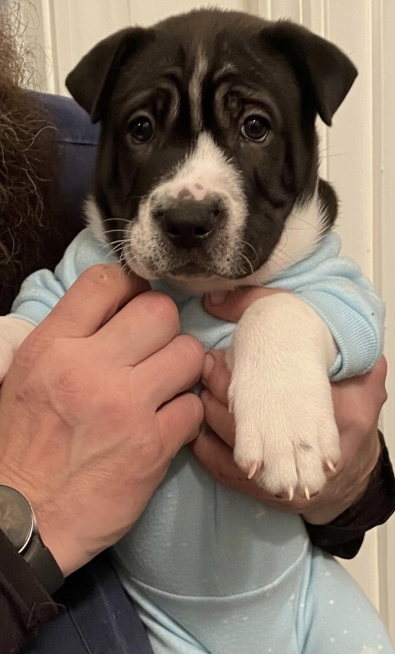 Draco! Sweet baby , ADOPTABLE, Puppy Male Shar-Pei.