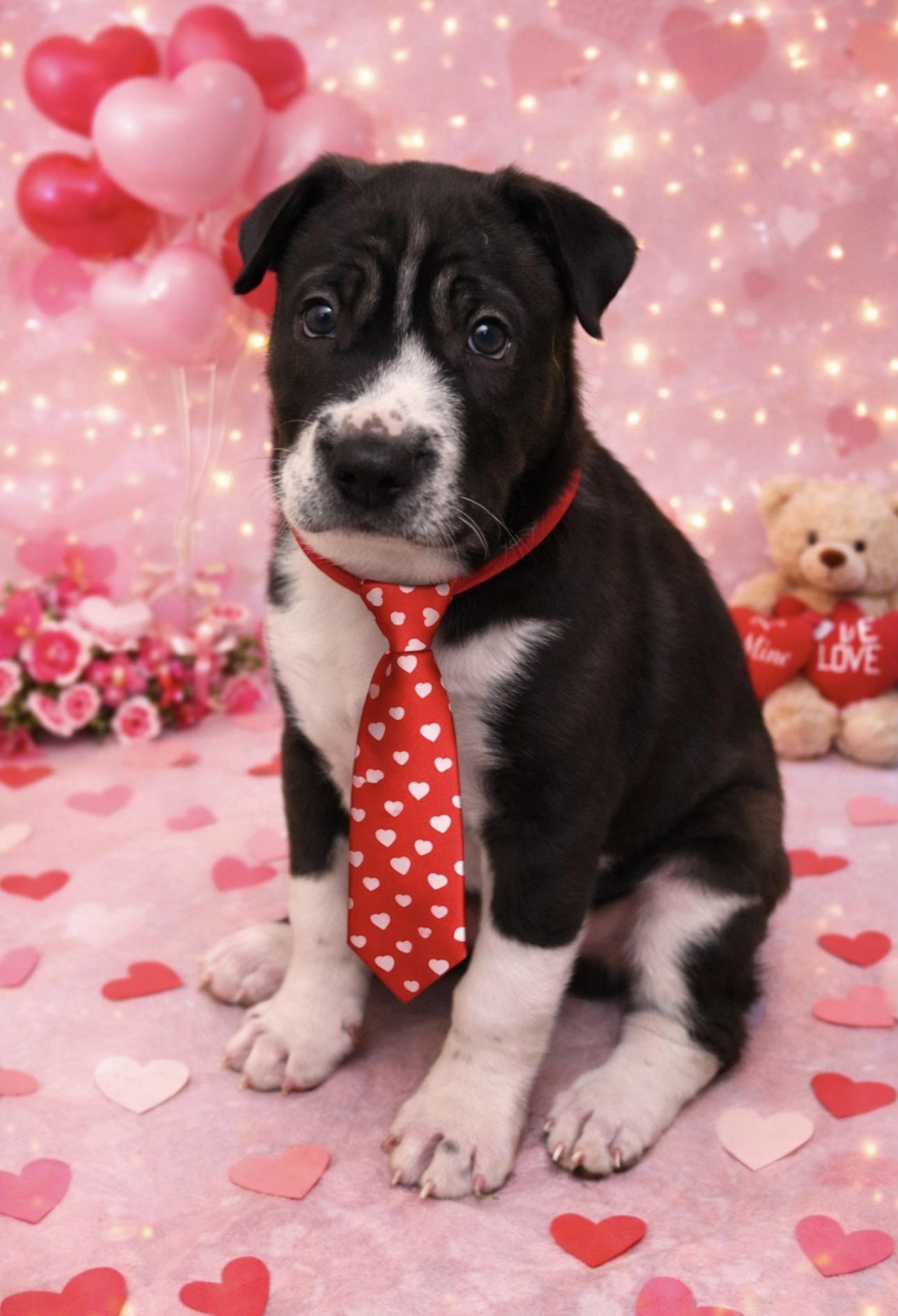 Draco! Sweet baby — thumbnail 2