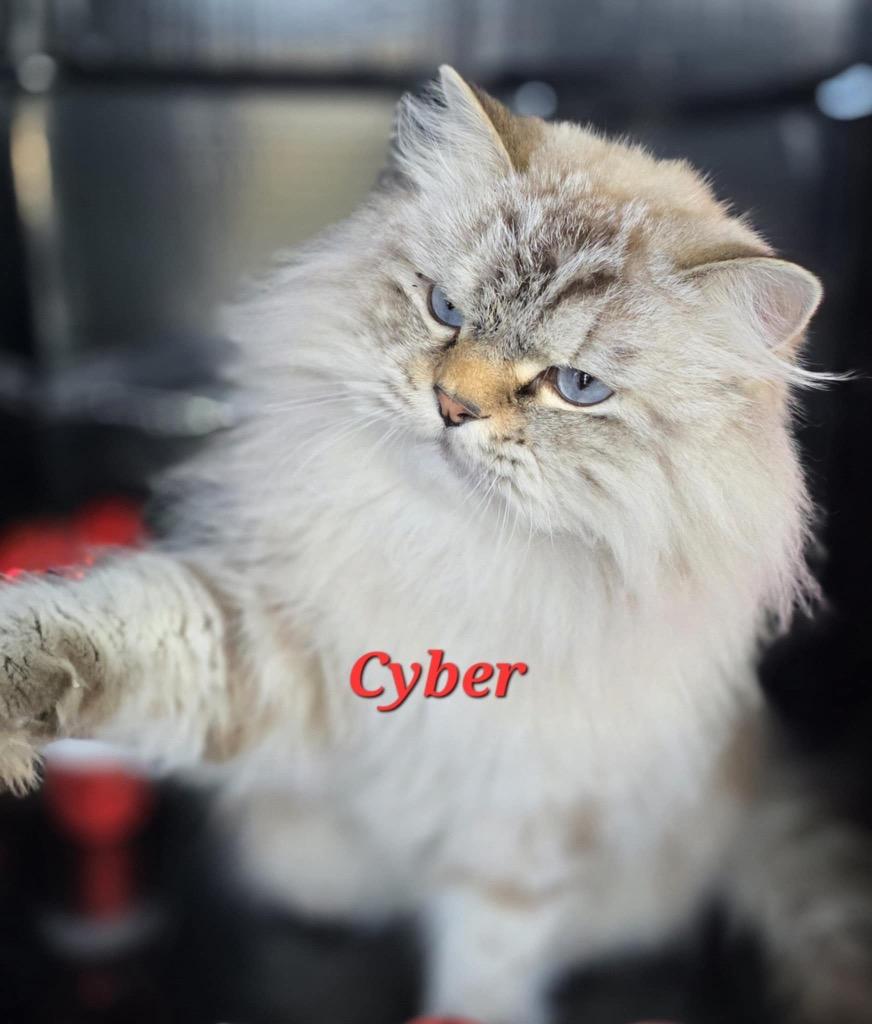 Enlarge Cyper, a Adoptable Siamese in San Jacinto, CA image 2/3