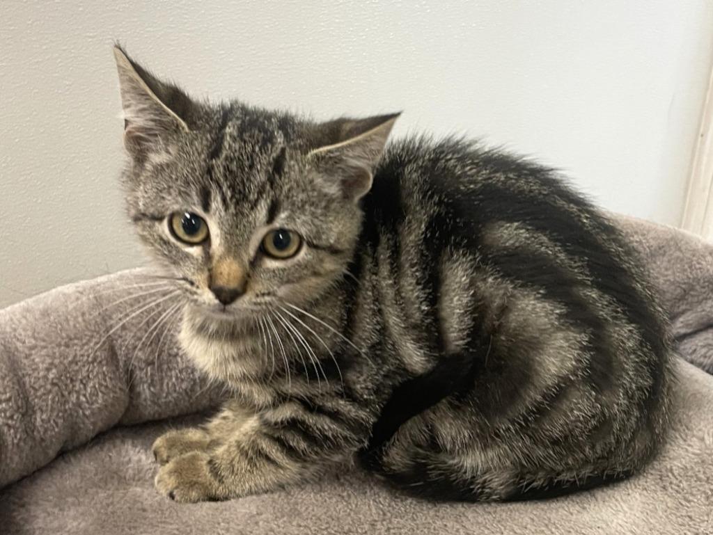 Enlarge Baby/ Coco*, a Adopted mixed breed in Belton, TX image 1/4