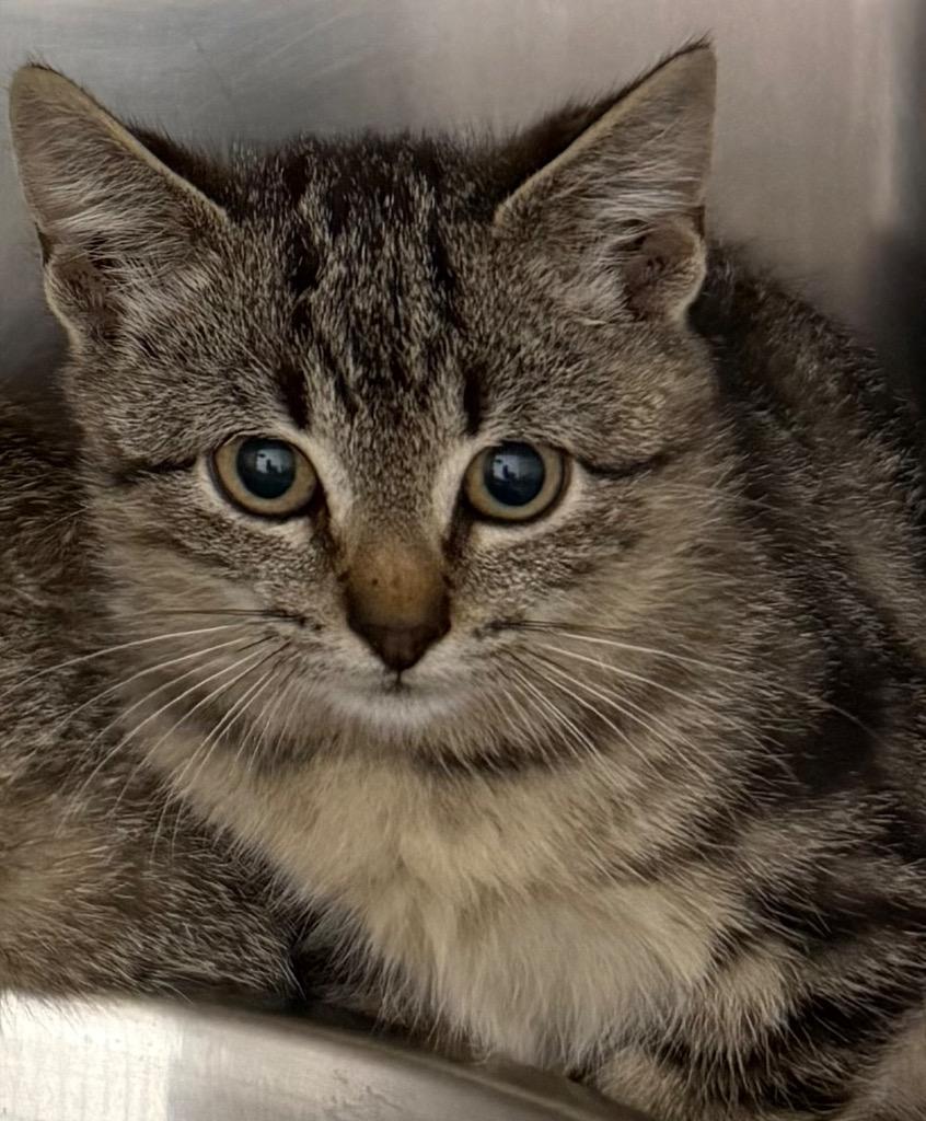 Enlarge Baby/ Coco*, a Adopted mixed breed in Belton, TX image 2/4