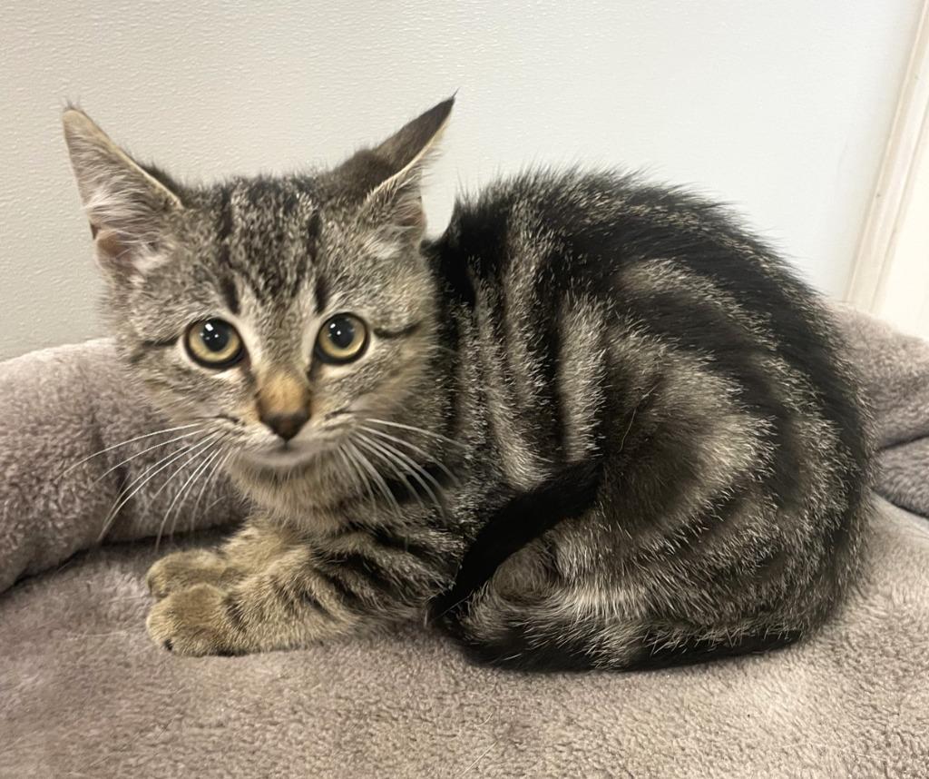 Enlarge Baby/ Coco*, a Adopted mixed breed in Belton, TX image 3/4