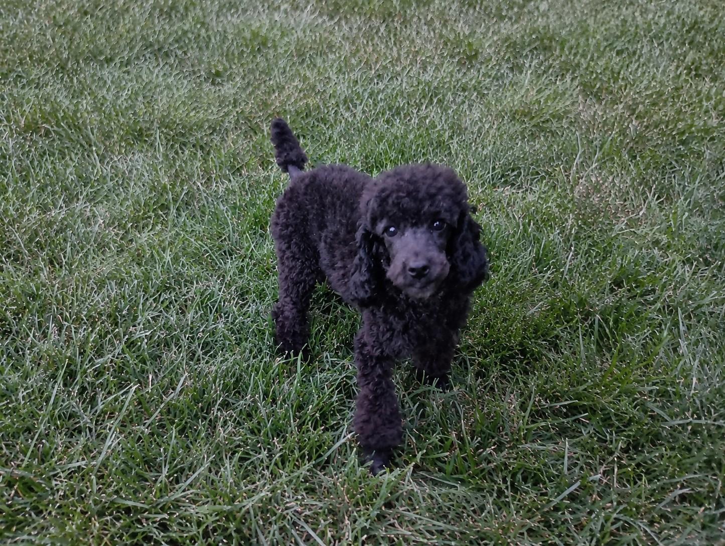Enlarge Mitch, a Adoptable Poodle in Louisville, KY image 2/2