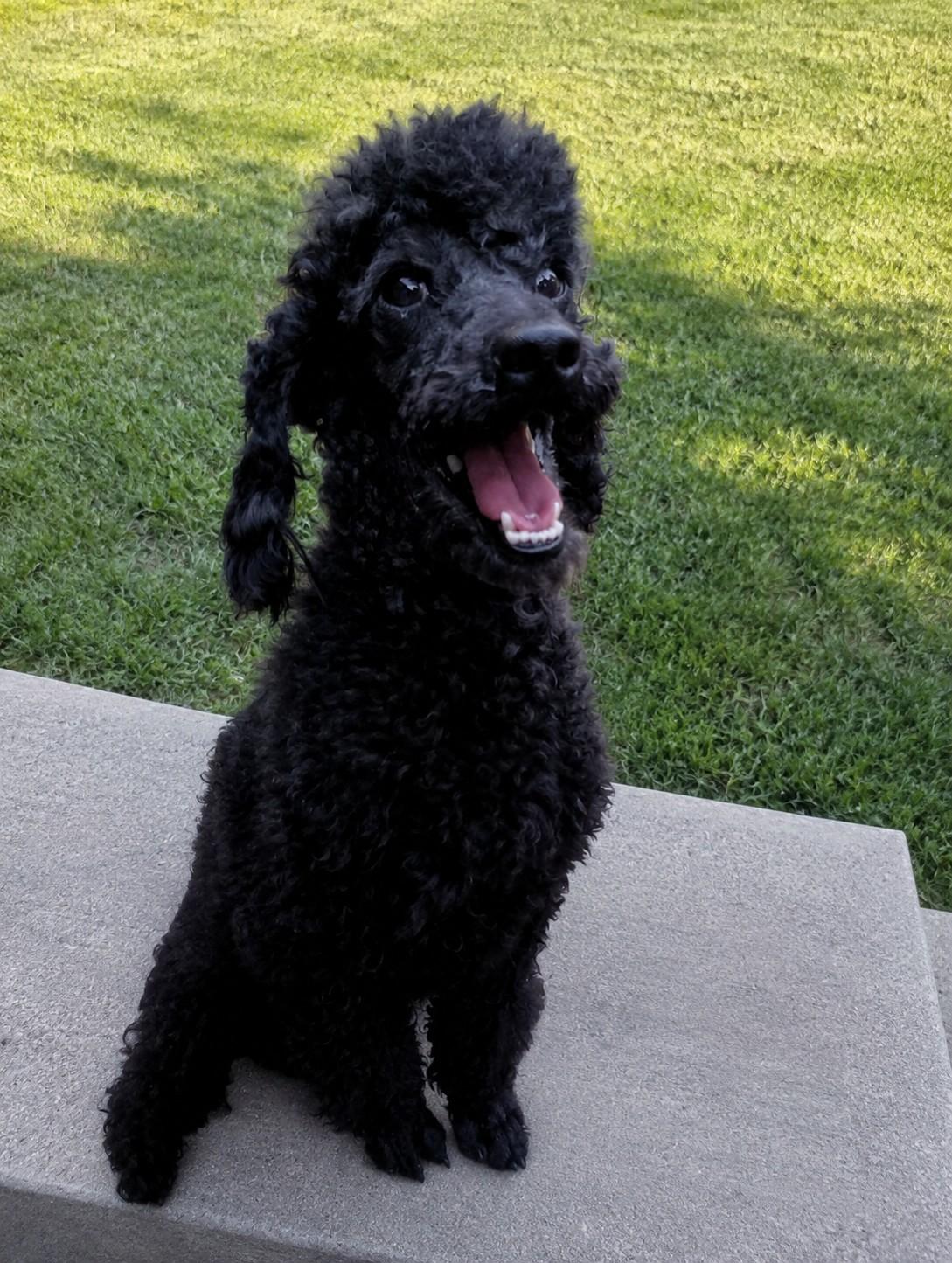 Enlarge Mitch, a Adoptable Poodle in Louisville, KY image 1/2