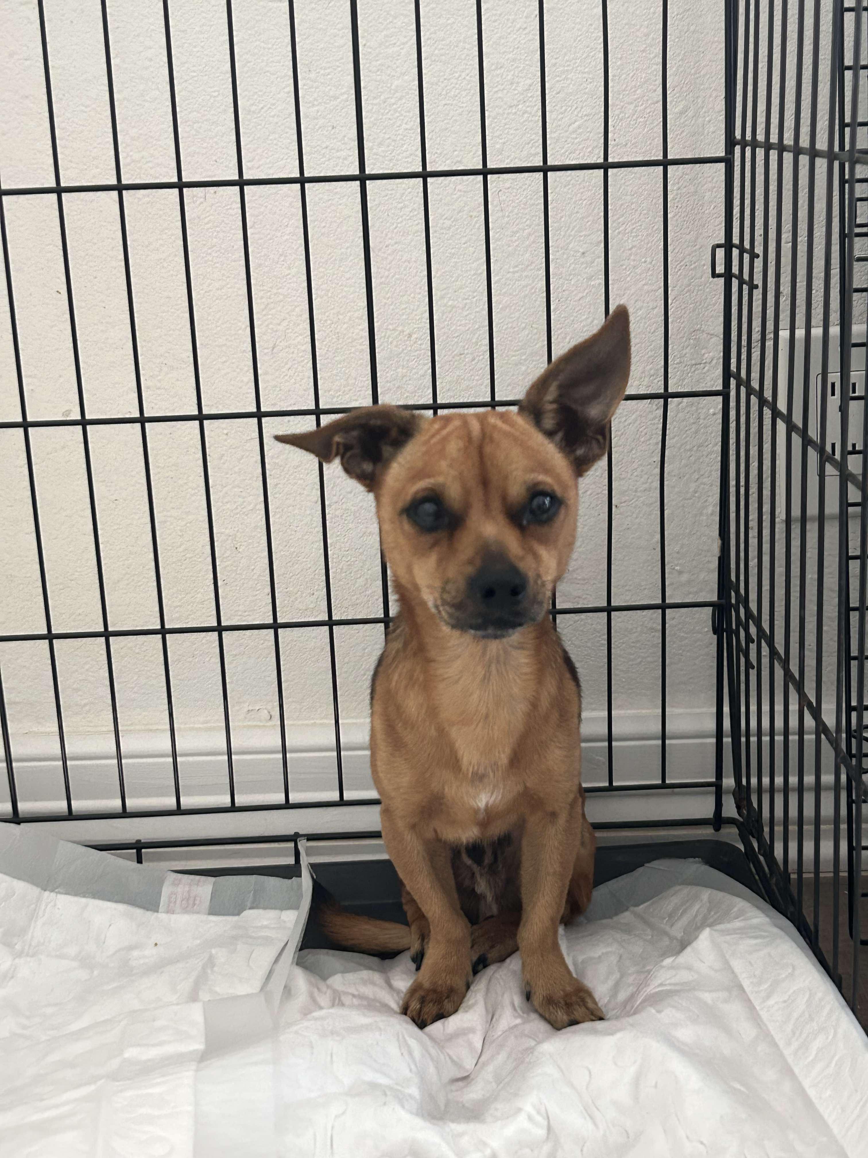 Enlarge Bruno, a Adopted Chihuahua in Adkins, TX image 1/3