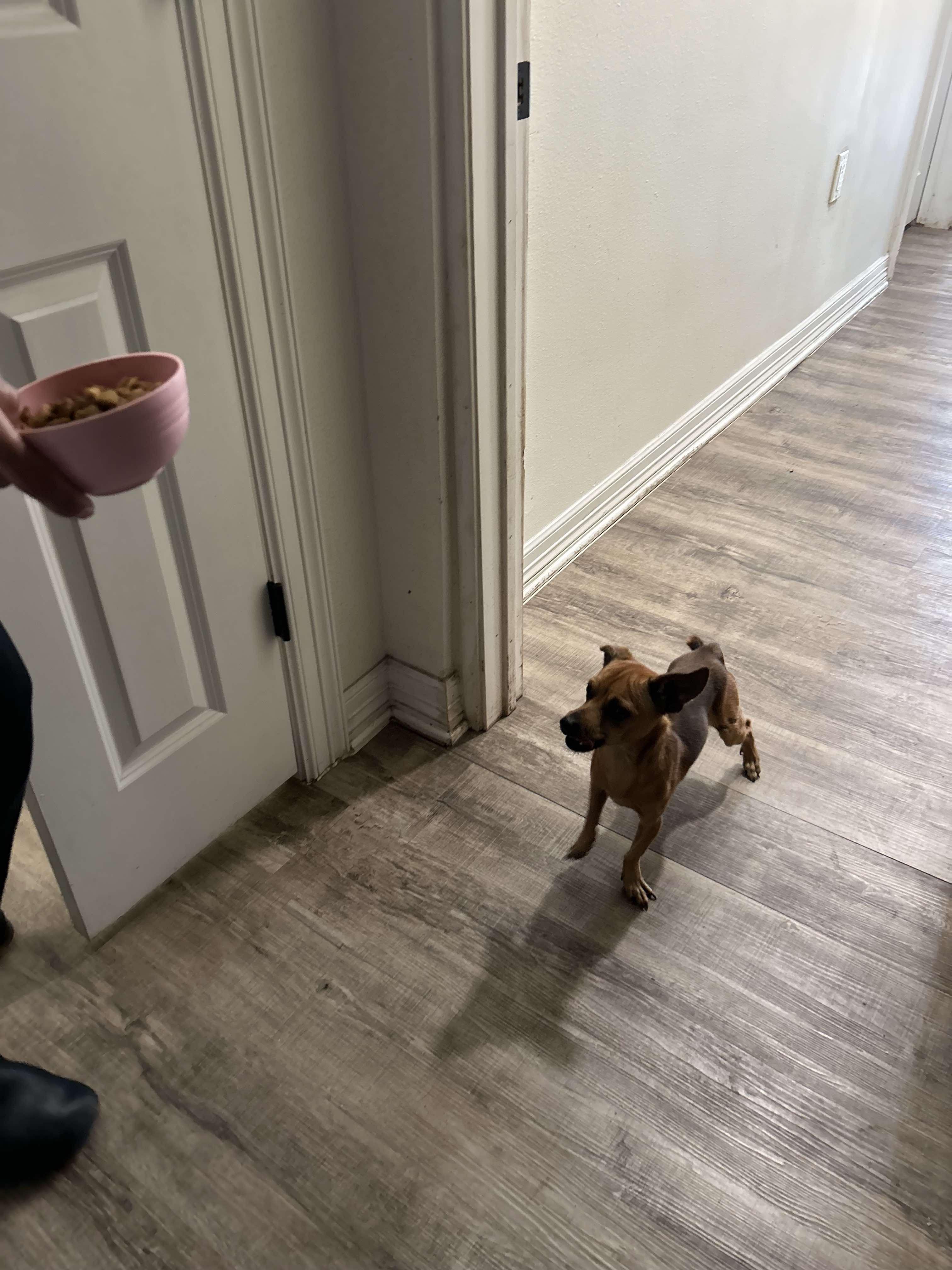 Enlarge Bruno, a Adopted Chihuahua in Adkins, TX image 2/3