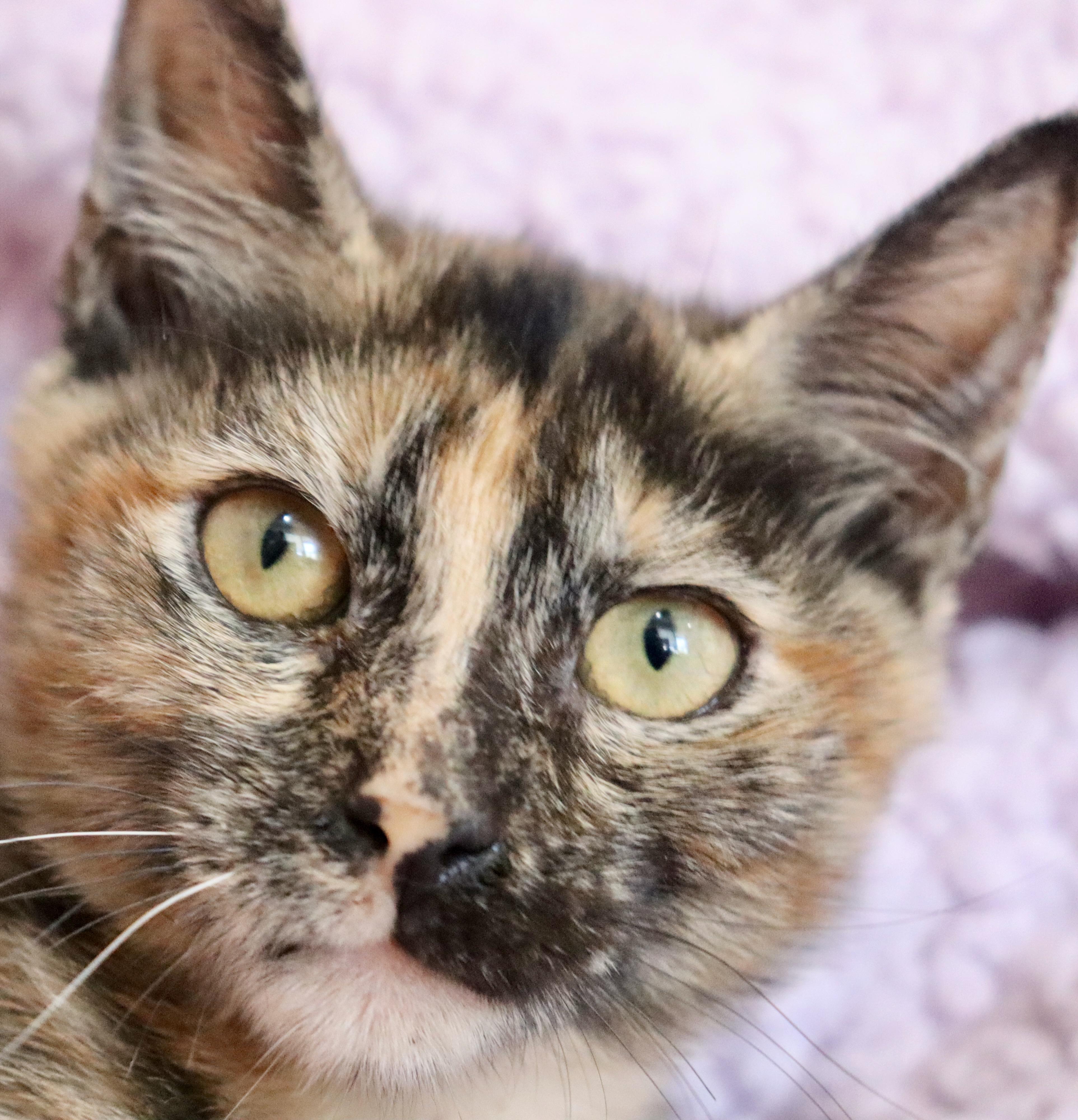 Daffodil thumbnail 5