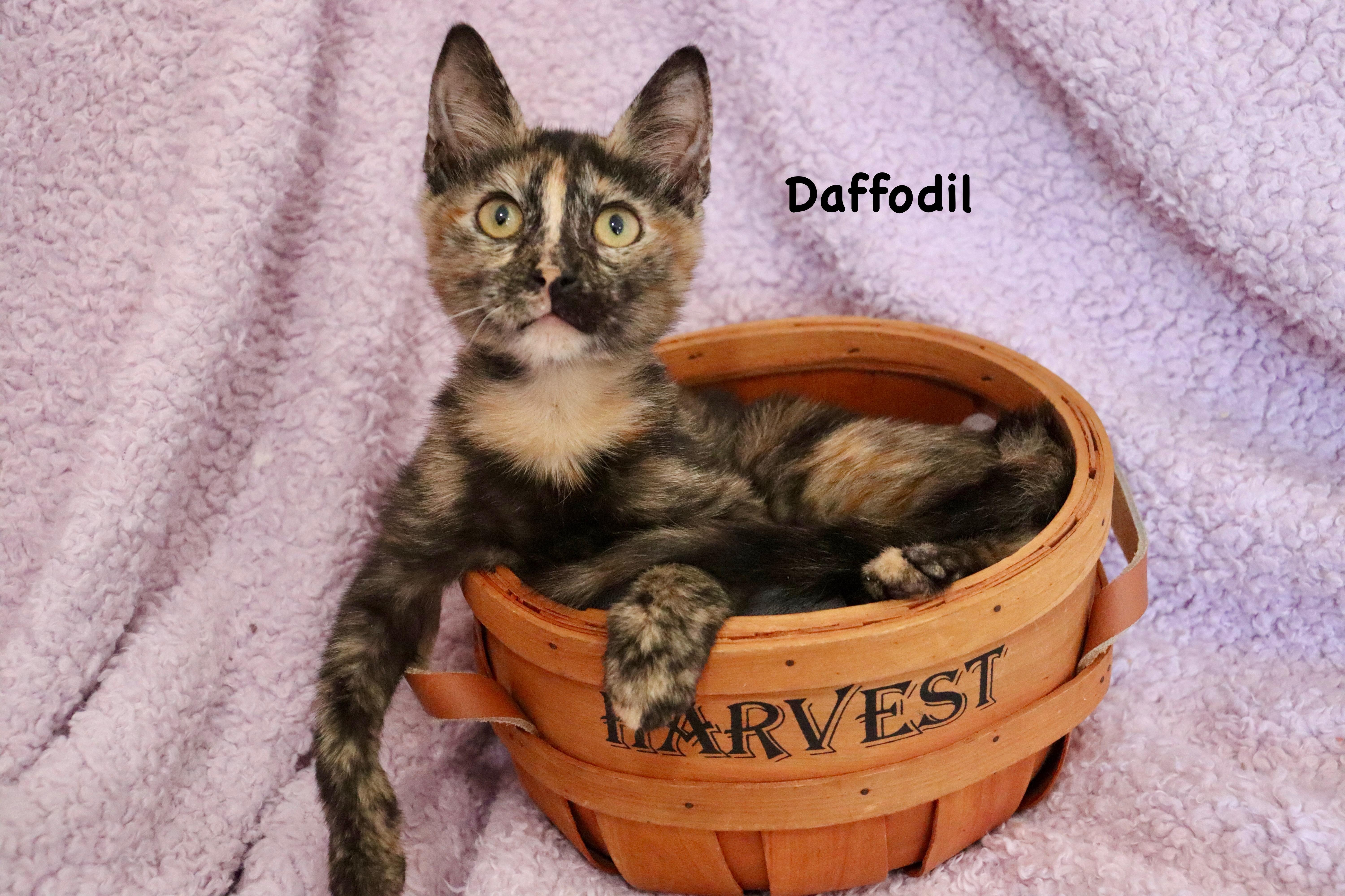 Daffodil thumbnail 3