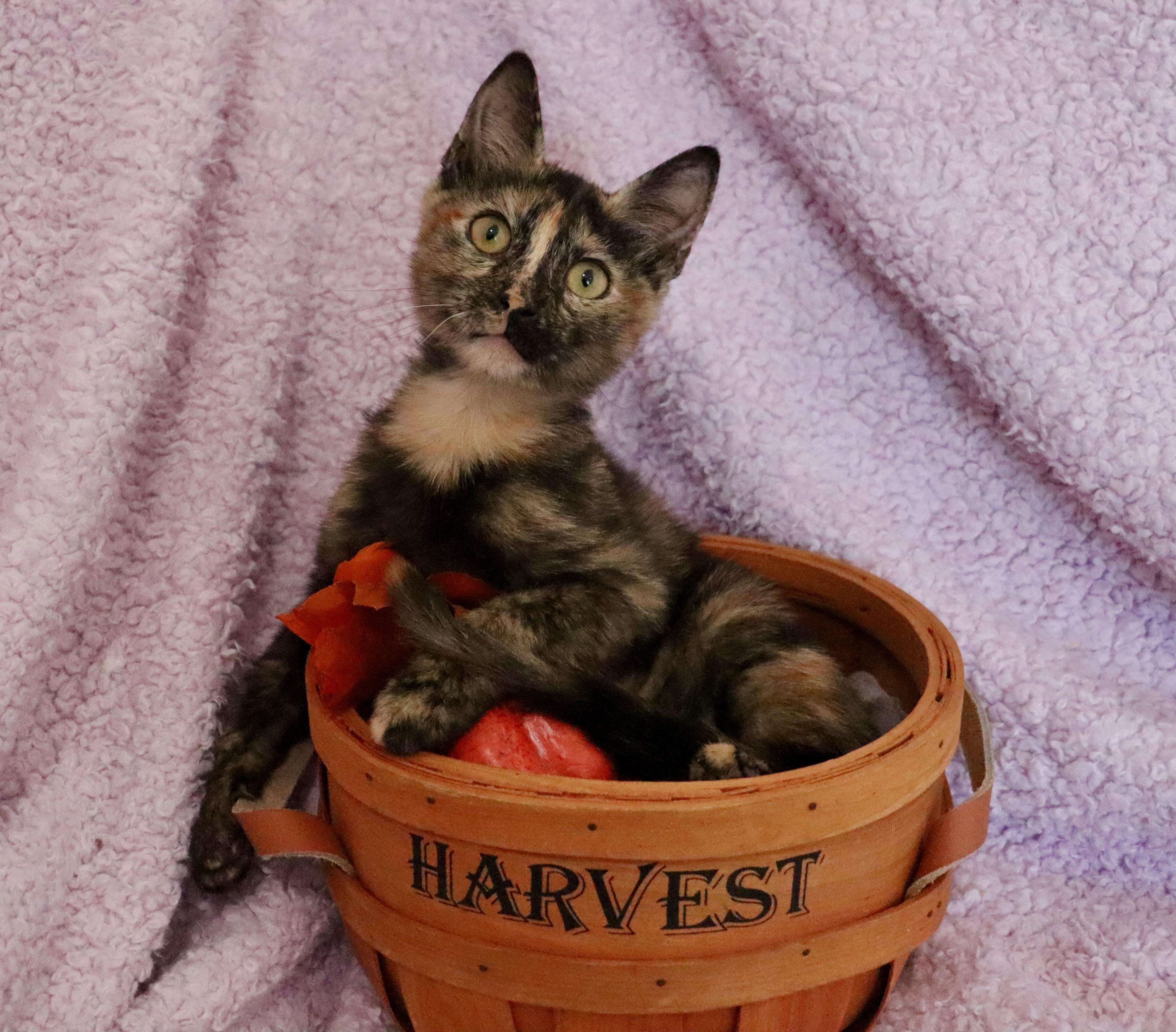 Daffodil thumbnail 2