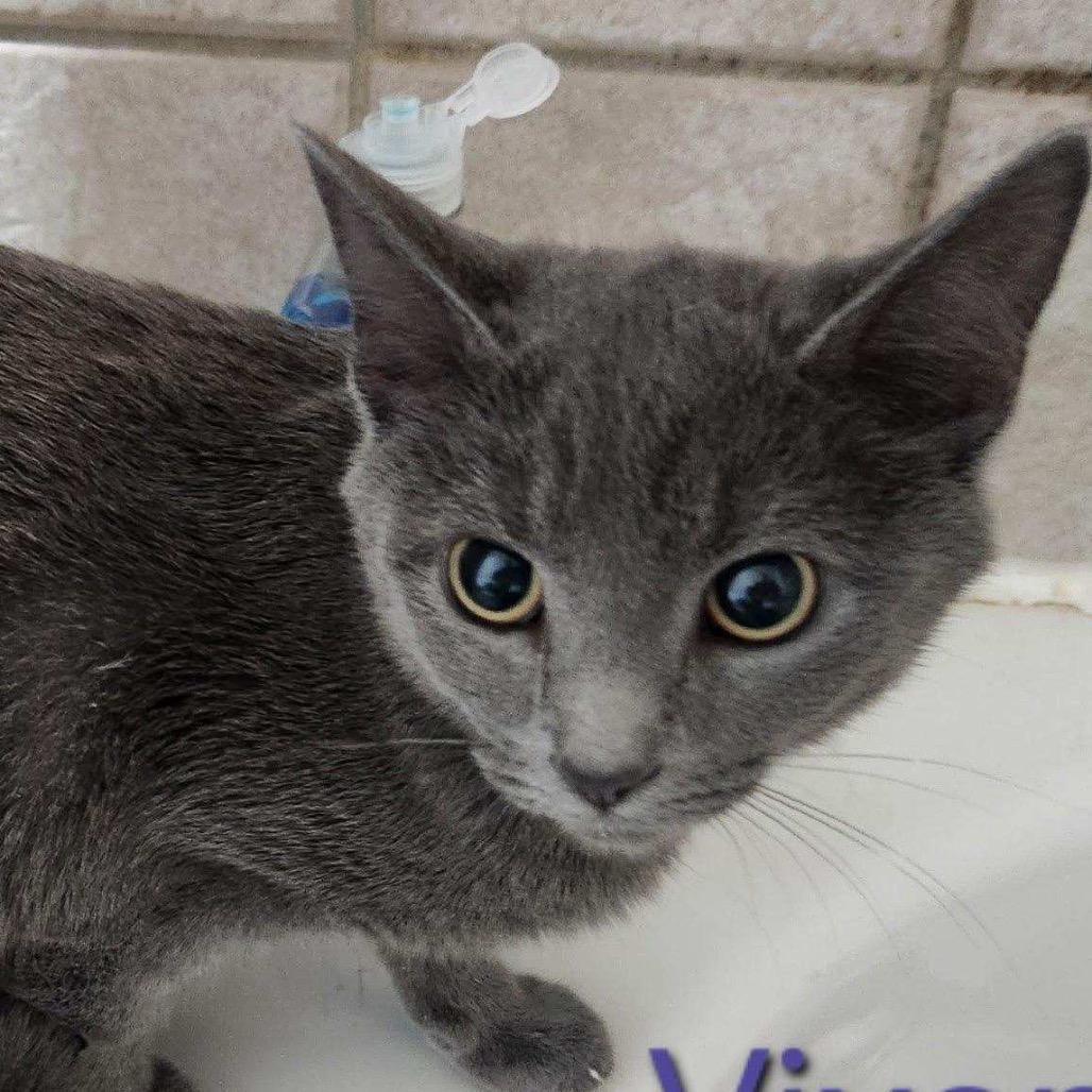 Enlarge Fancy, a Adoptable Domestic Short Hair in Fredericksburg, VA image 1/1