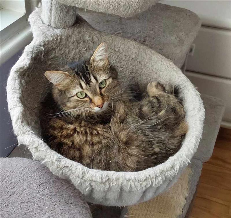 Tina, a Adoptable Tabby in Verdun, QC image 1/2