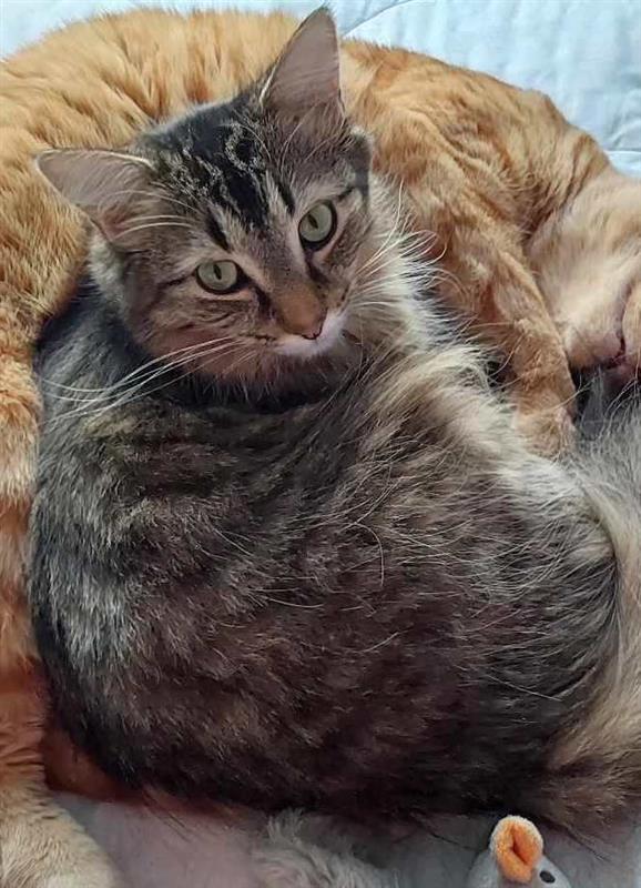 Tina, Adoptable, Young Female Tabby.