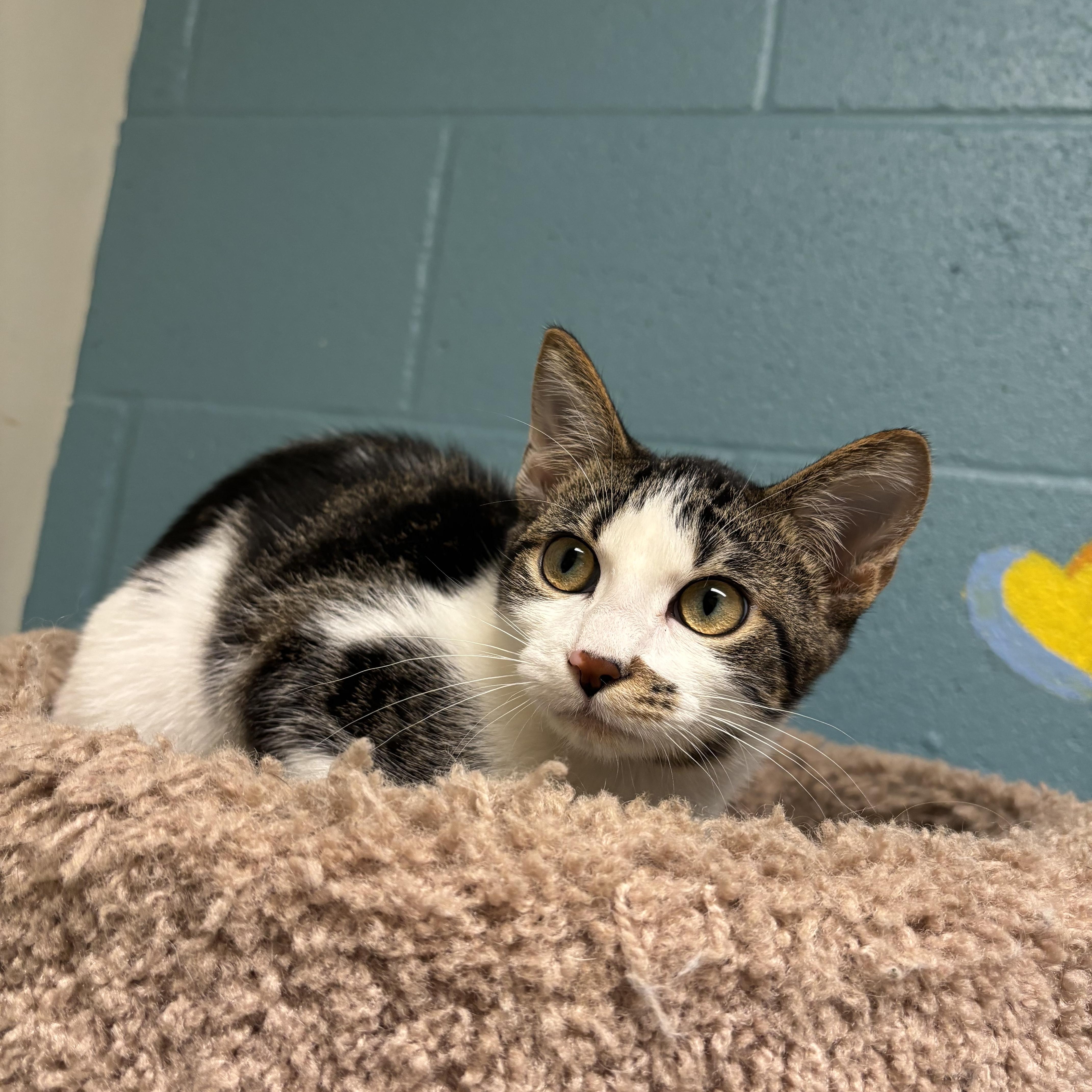 Coconut, Adoptable, Kitten Male Domestic Short Hair.