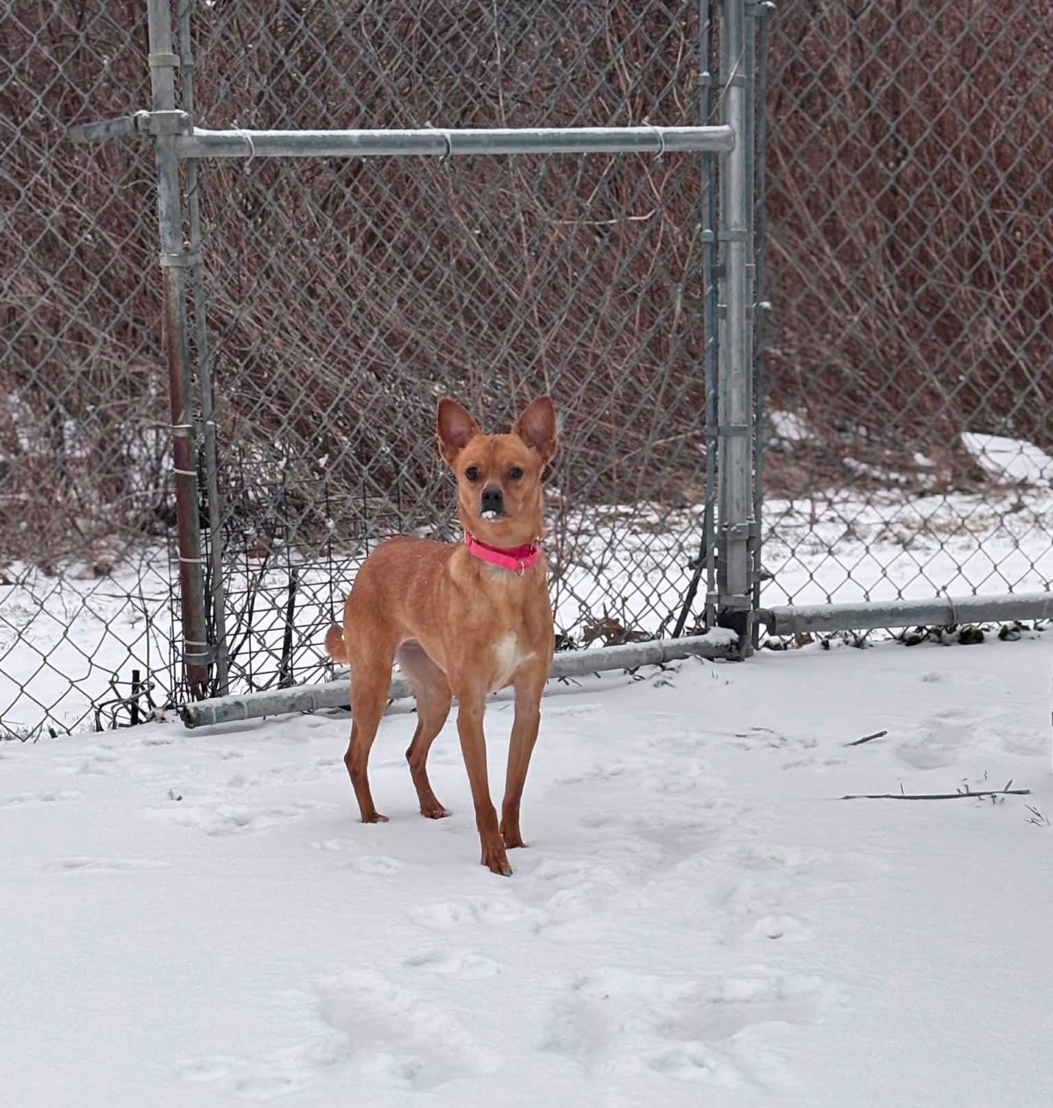 Sophie, ADOPTABLE, Adult Female Chihuahua.