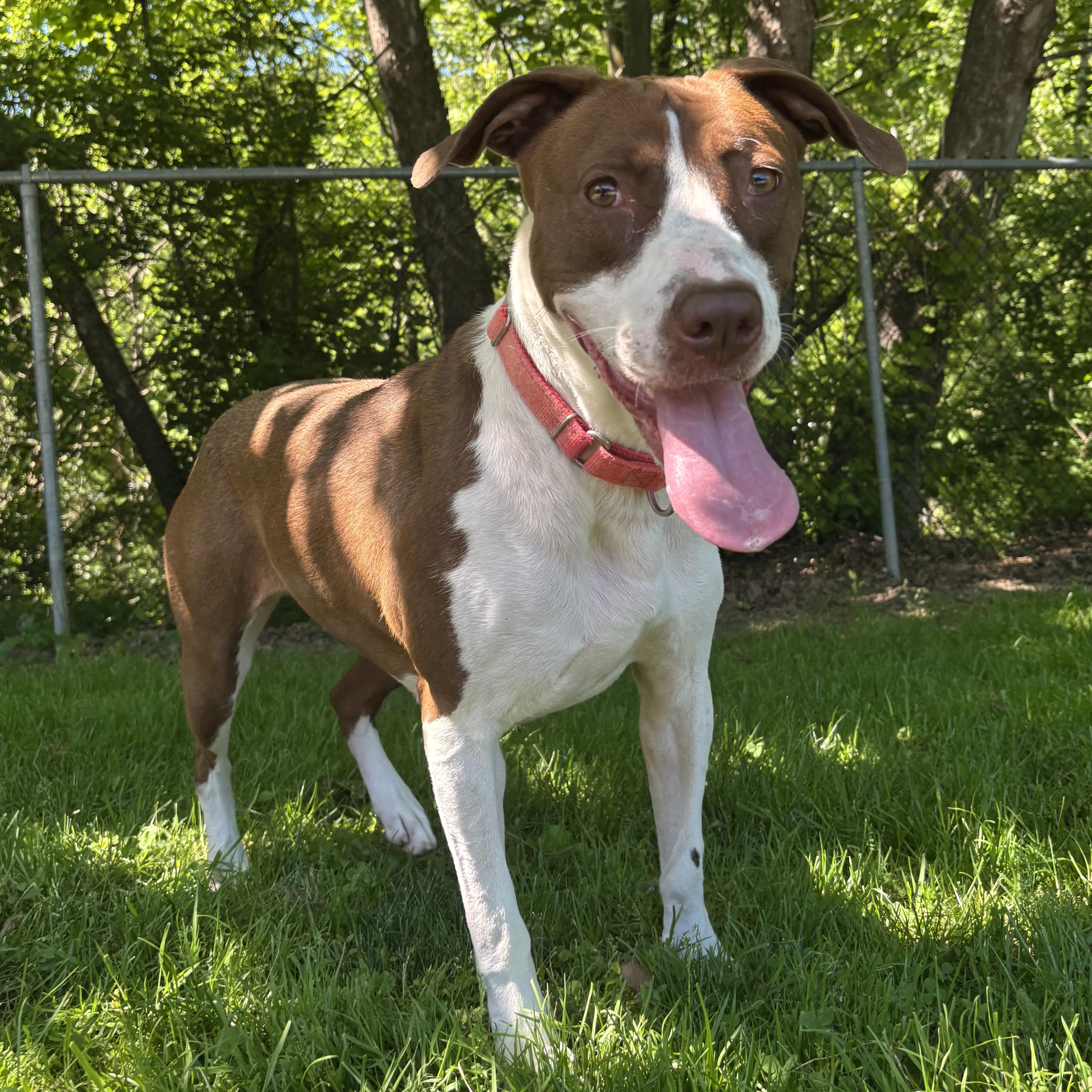 Angel, Adoptable, Young Female Great Dane.