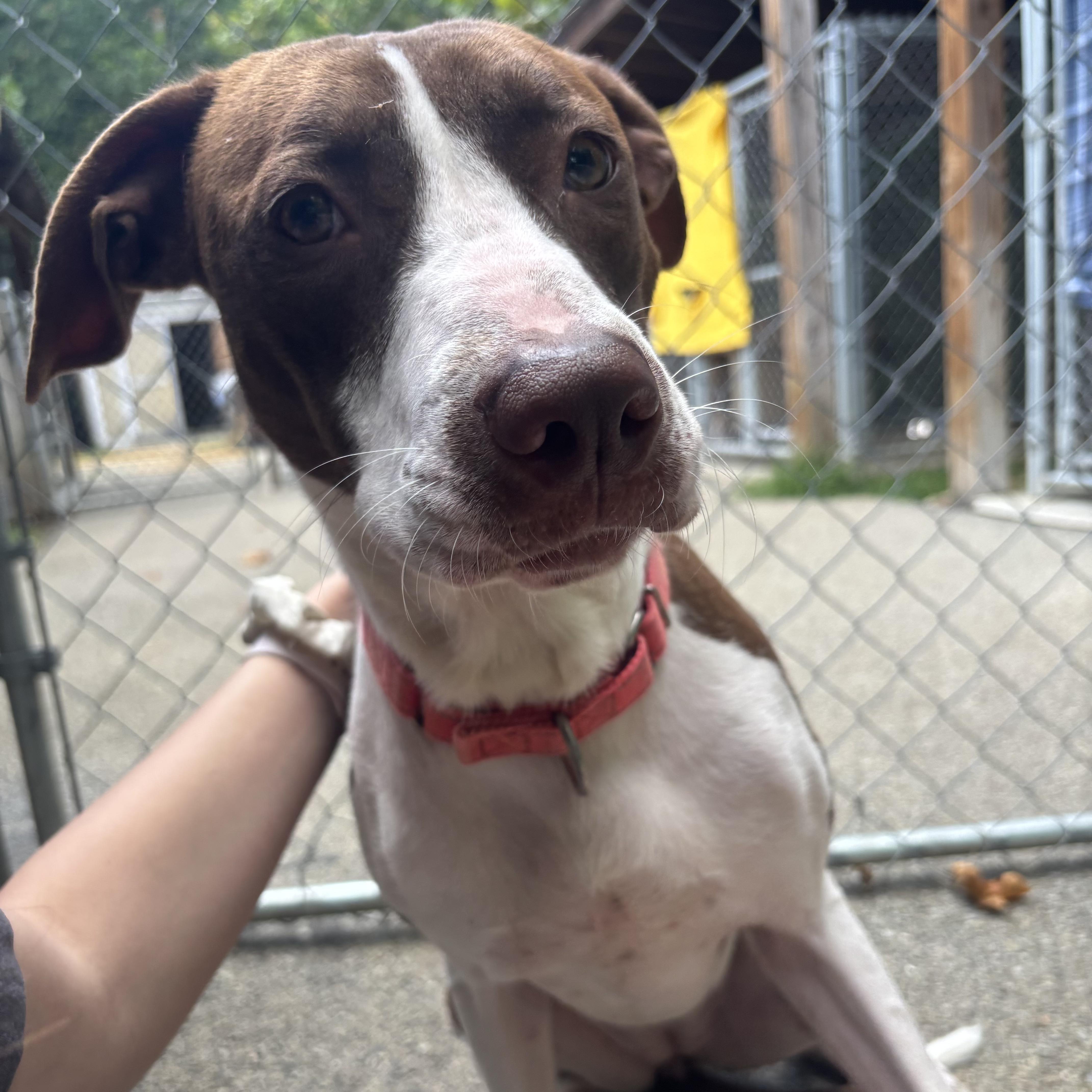 Enlarge Angel, a Adoptable mixed breed in Waynesburg, PA image 4/6