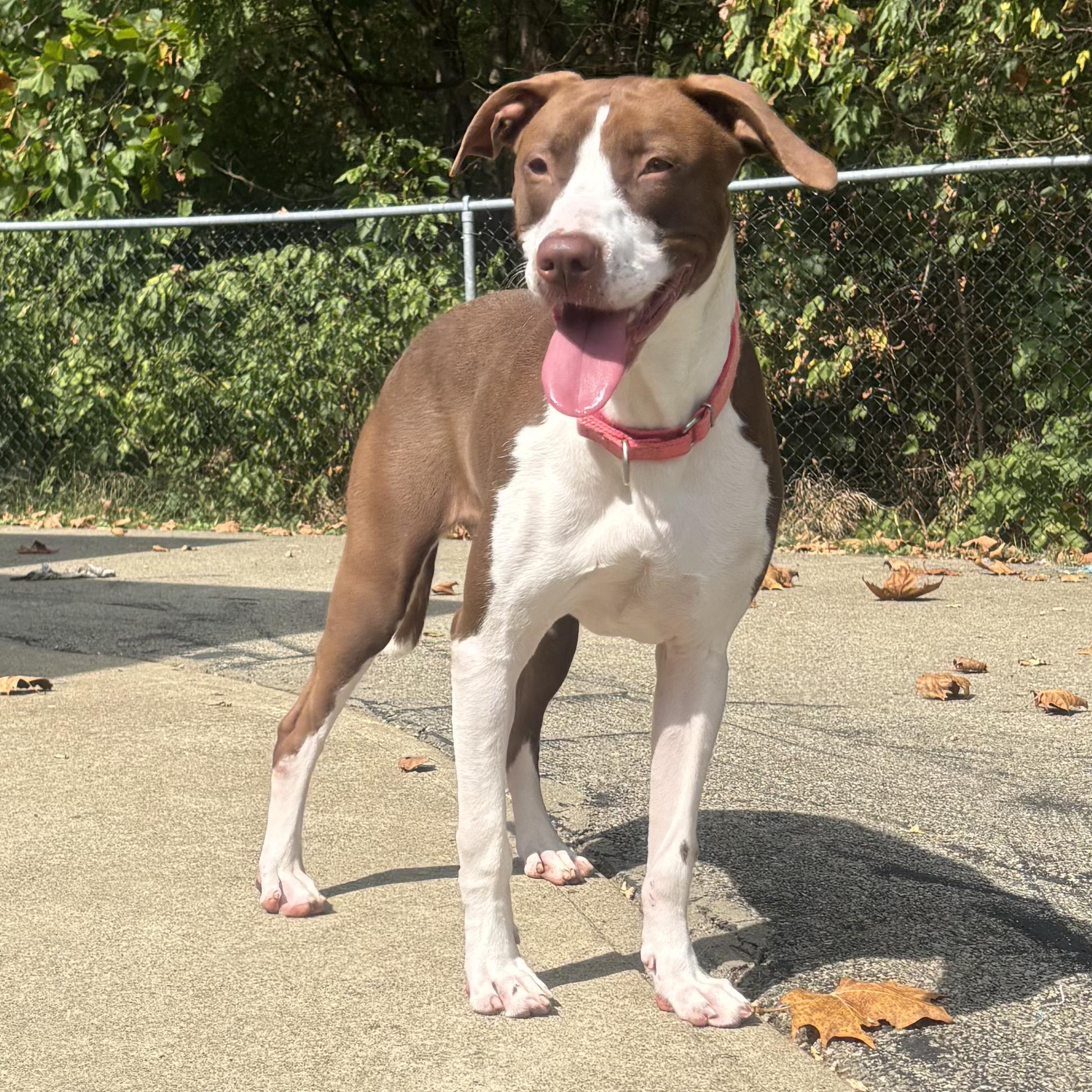 Angel, Adoptable, Young Female Great Dane.