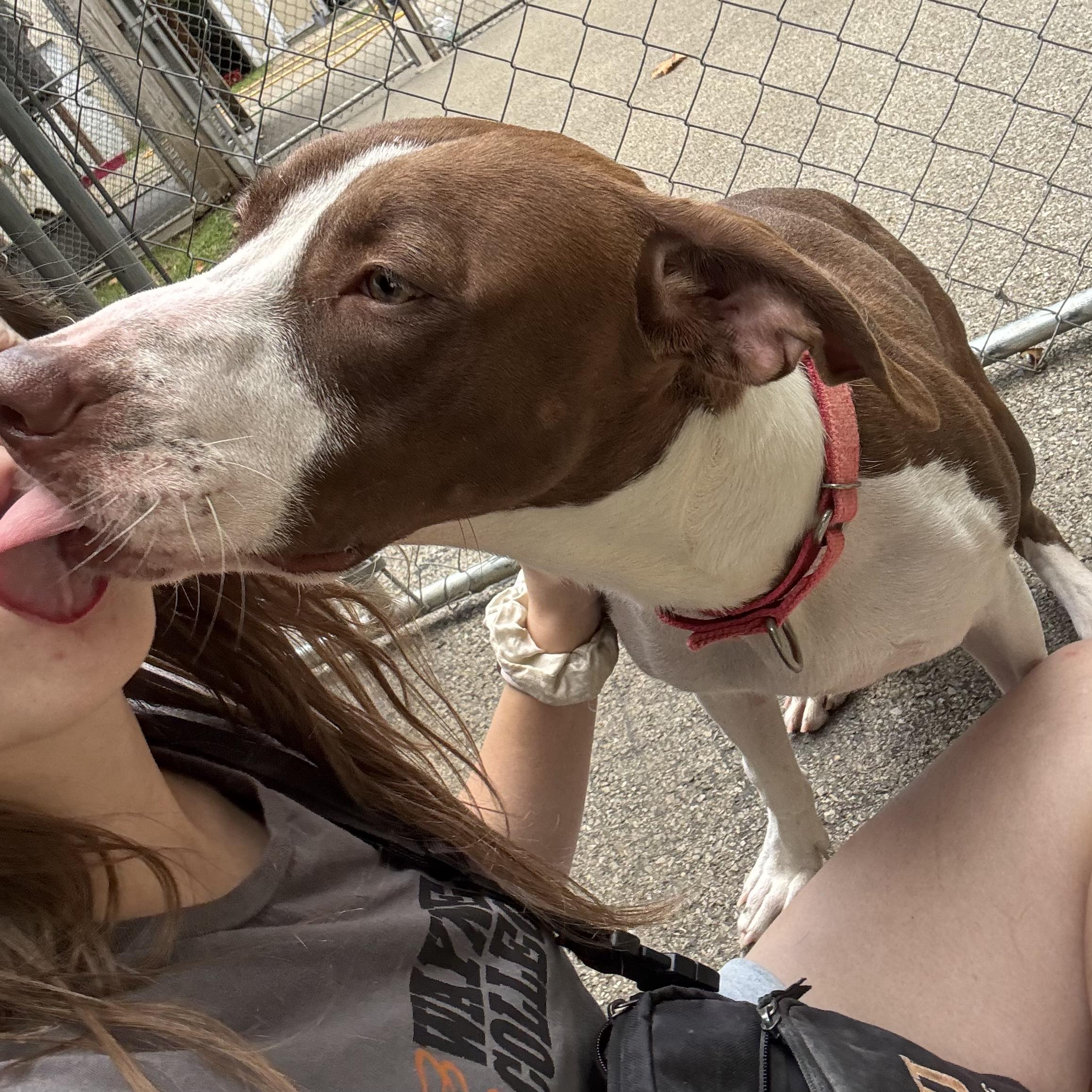 Enlarge Angel, a Adoptable mixed breed in Waynesburg, PA image 2/6