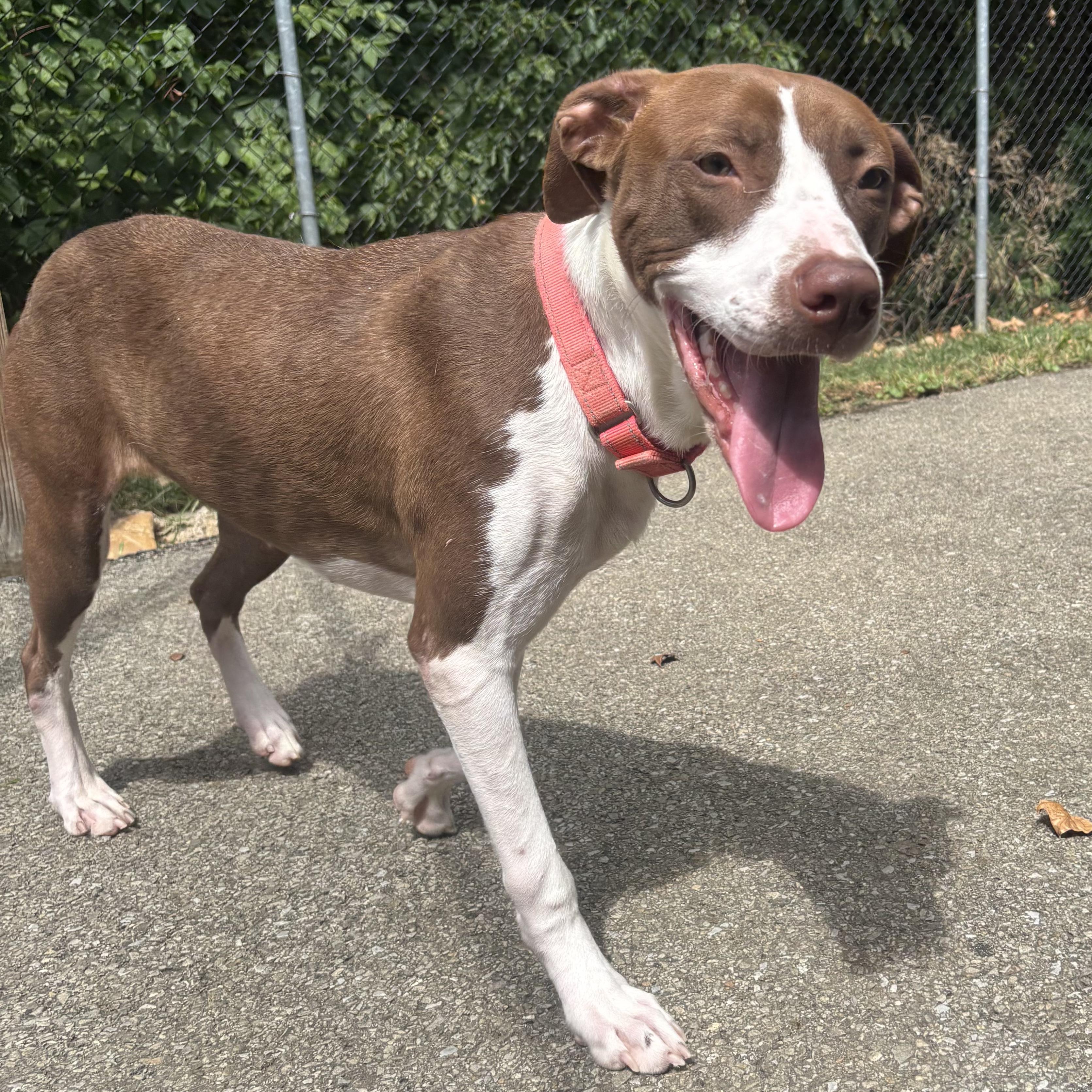 Enlarge Angel, a Adoptable mixed breed in Waynesburg, PA image 5/6