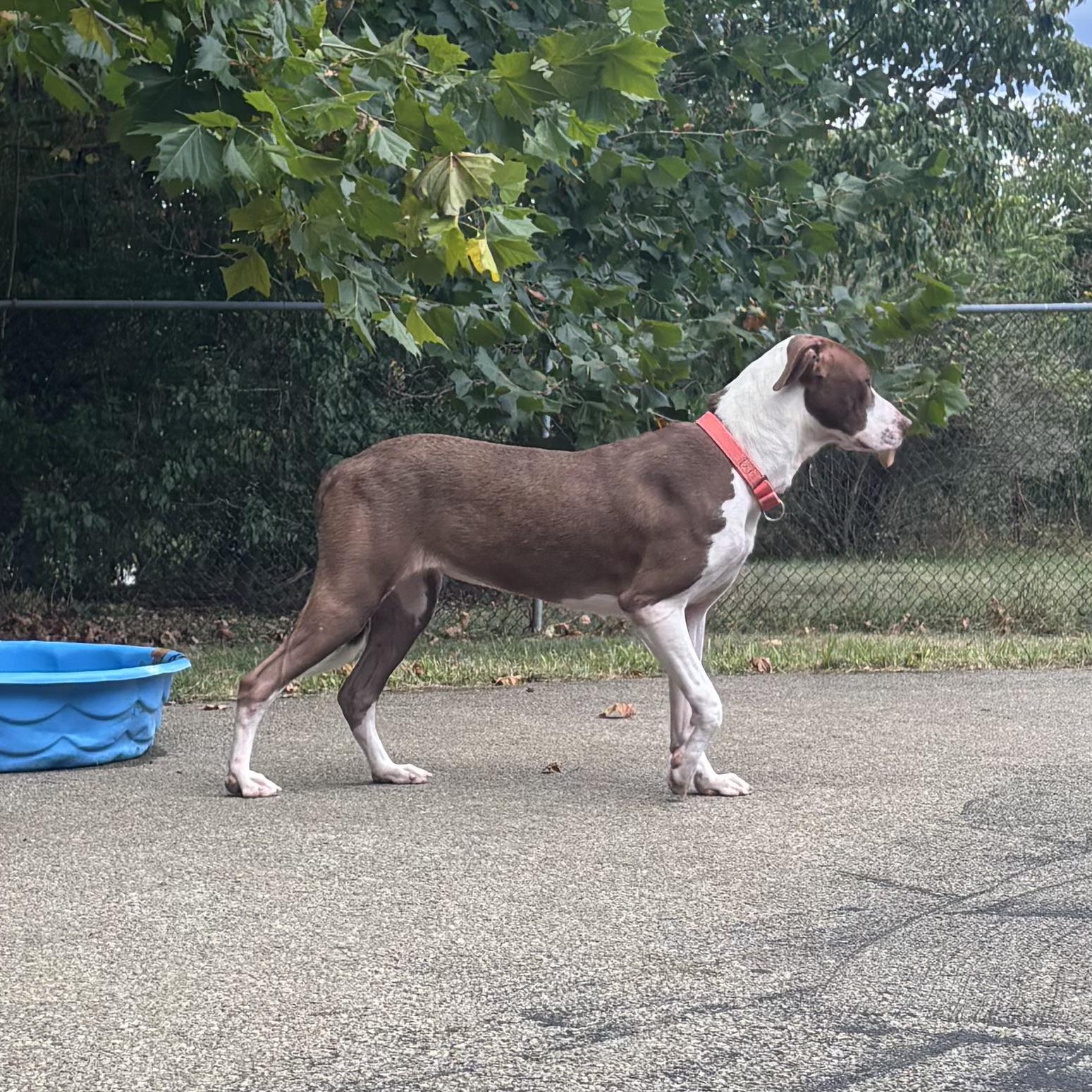 Enlarge Angel, a Adoptable mixed breed in Waynesburg, PA image 6/6
