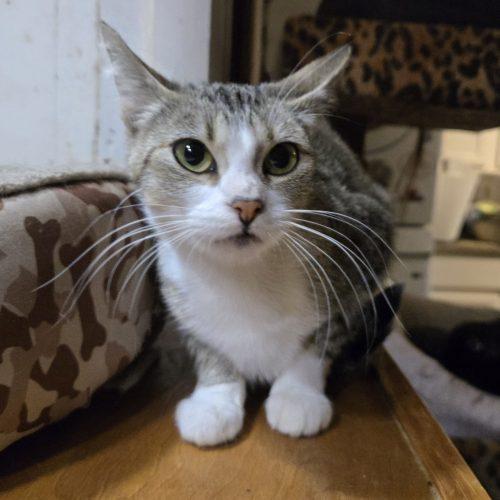 Enlarge Nettles, a Adoptable mixed breed in Knoxville, TN image 1/6
