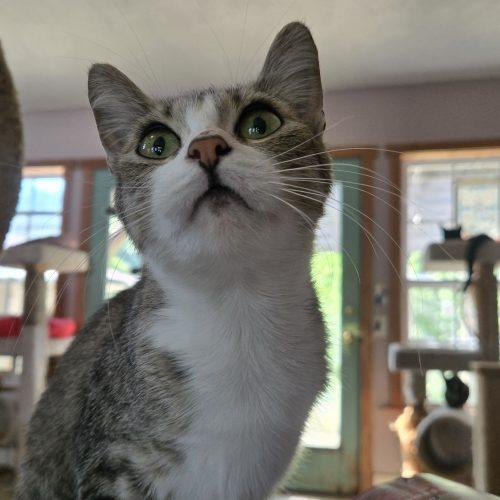 Enlarge Nettles, a Adoptable mixed breed in Knoxville, TN image 2/6
