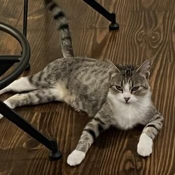 Enlarge Nettles, a Adoptable mixed breed in Knoxville, TN image 2/6