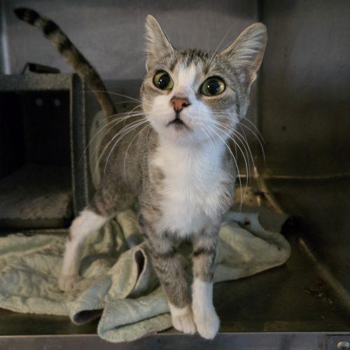 Enlarge Nettles, a Adoptable mixed breed in Knoxville, TN image 4/6