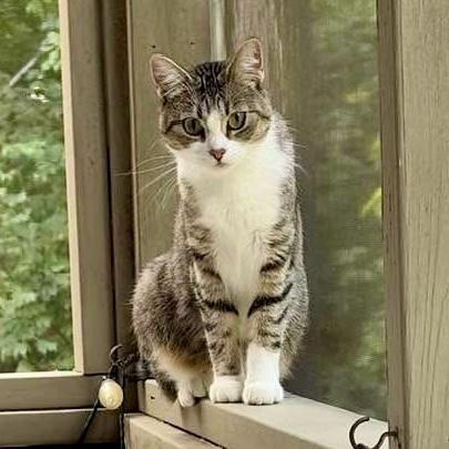 Enlarge Nettles, a Adoptable mixed breed in Knoxville, TN image 4/6
