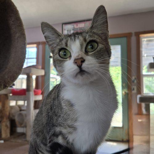 Enlarge Nettles, a Adoptable mixed breed in Knoxville, TN image 5/6