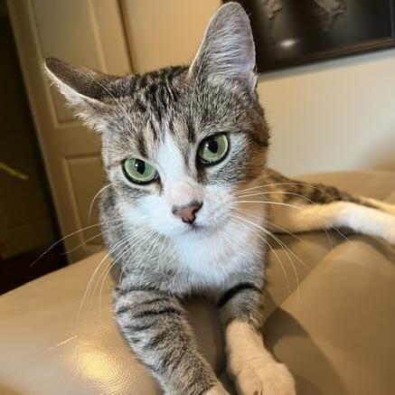 Enlarge Nettles, a Adoptable mixed breed in Knoxville, TN image 6/6