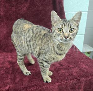 Sylvie, Adoptable, Young Female Domestic Short Hair.
