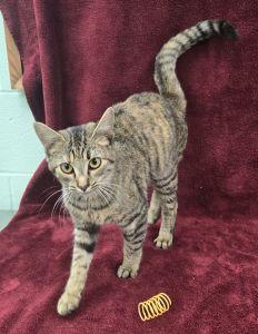 Enlarge Sylvie, a Adoptable Domestic Short Hair in Bucyrus, OH image 3/3