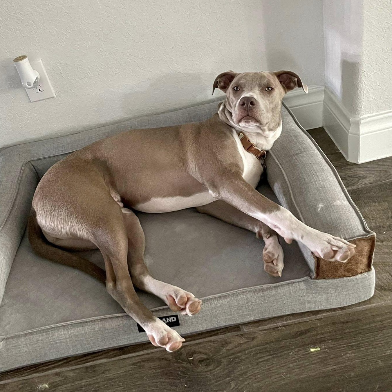 Milo URGENT foster or adopter needed, an adopted mixed breed in Redmond, WA image 1/6