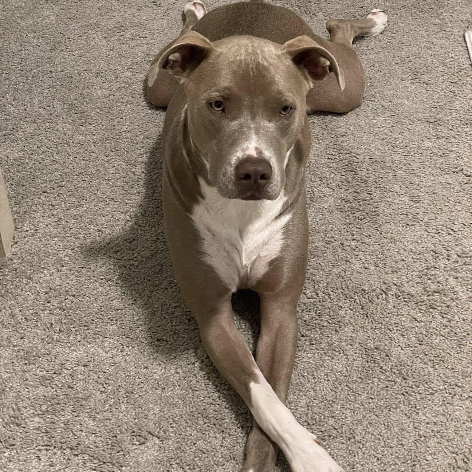 Milo URGENT foster or adopter needed, an adopted mixed breed in Redmond, WA image 4/6