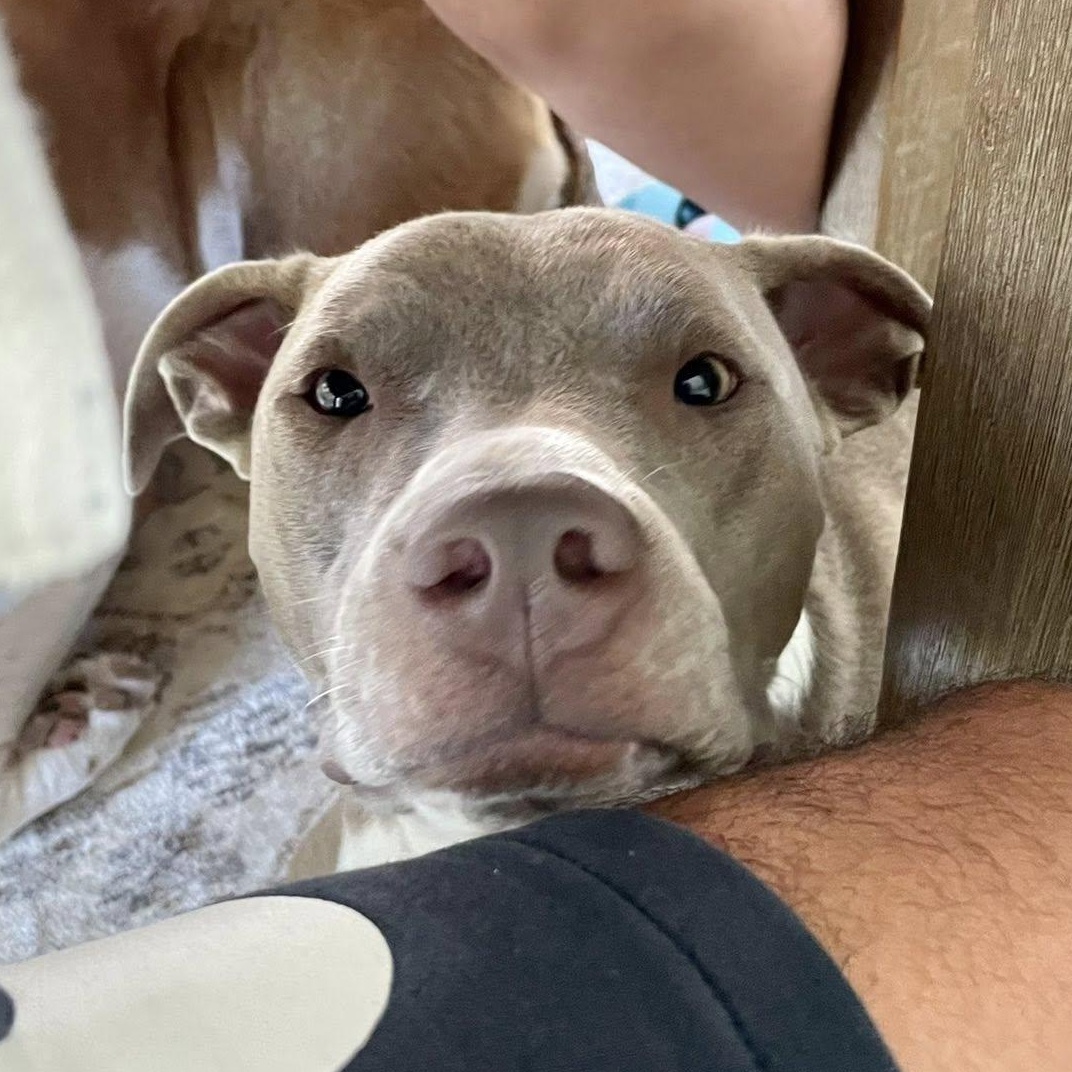 Milo URGENT foster or adopter needed, an adopted mixed breed in Redmond, WA image 2/6