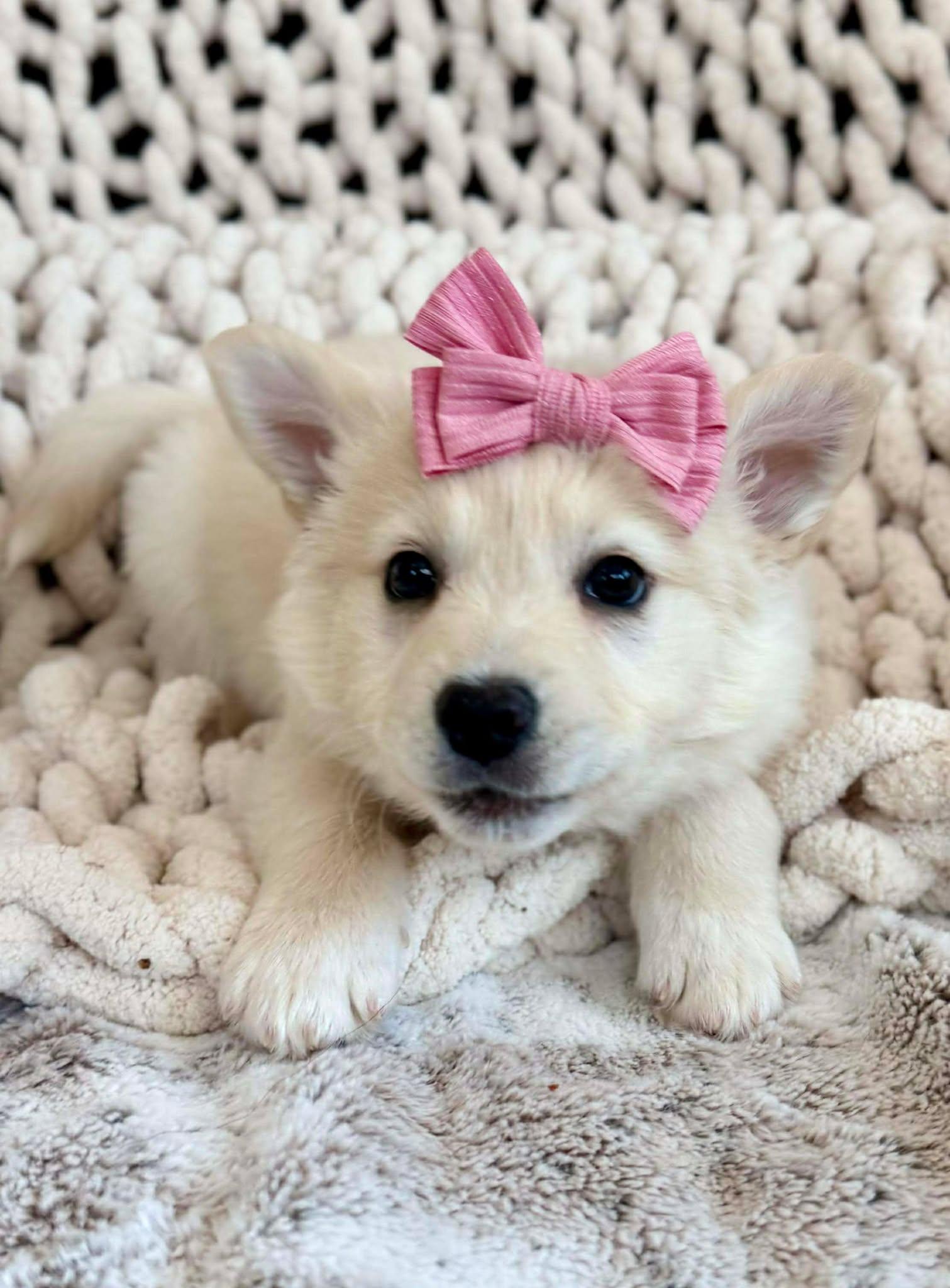 Enlarge Daisy Pup , an adopted mixed breed in Kiowa, OK image 5/6