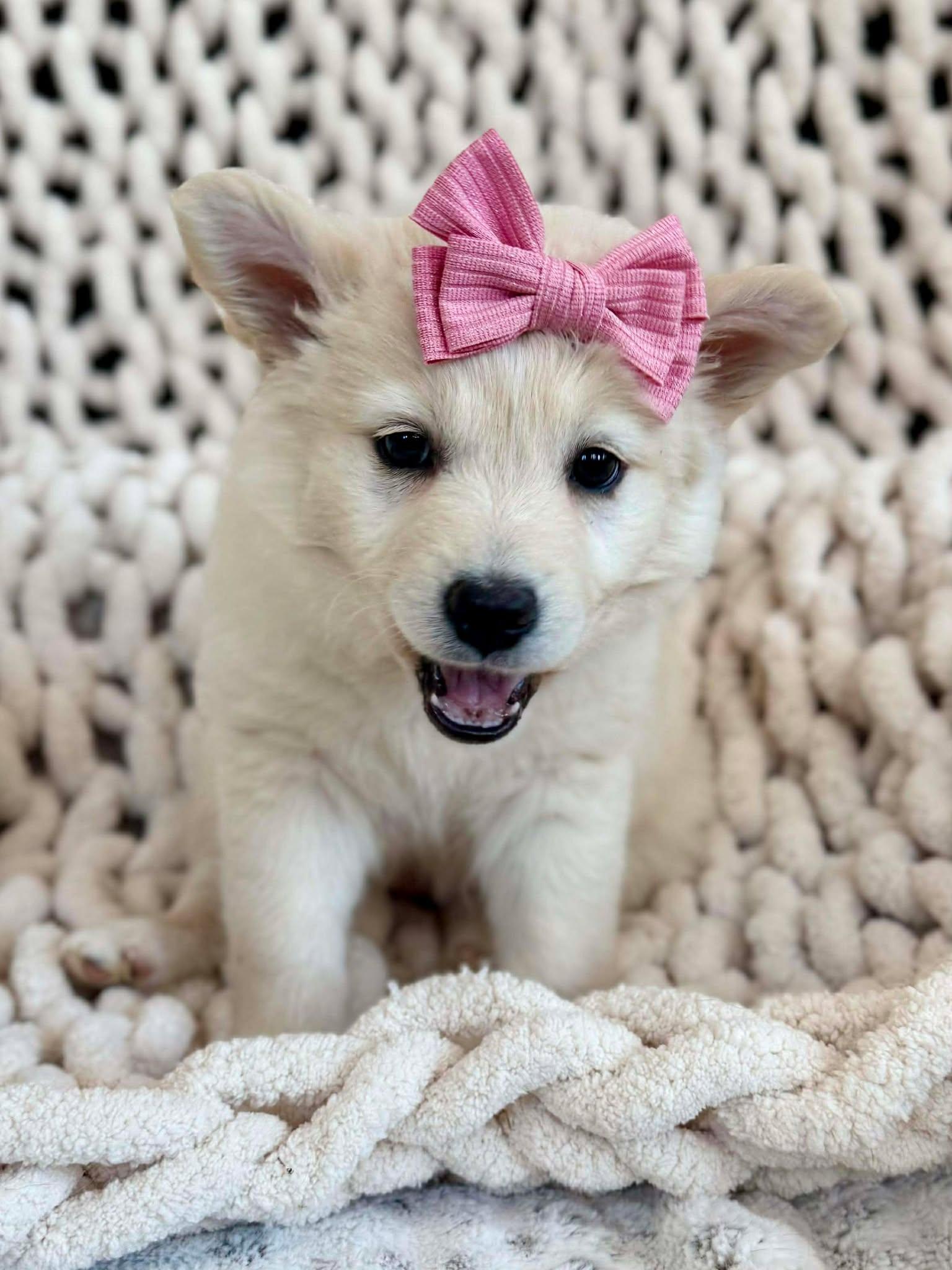 Enlarge Daisy Pup , an adopted mixed breed in Kiowa, OK image 6/6