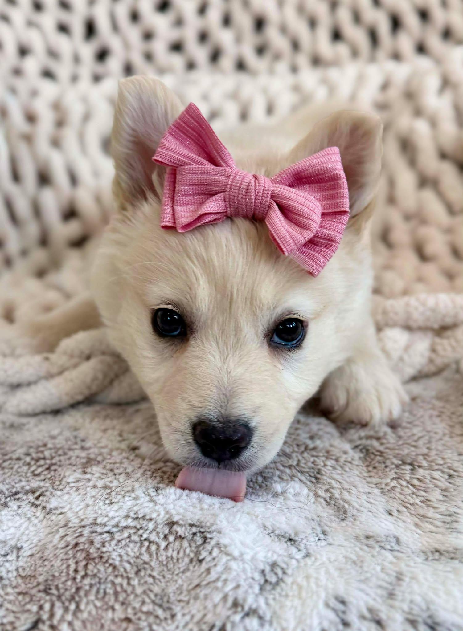 Enlarge Daisy Pup , an adopted mixed breed in Kiowa, OK image 4/6