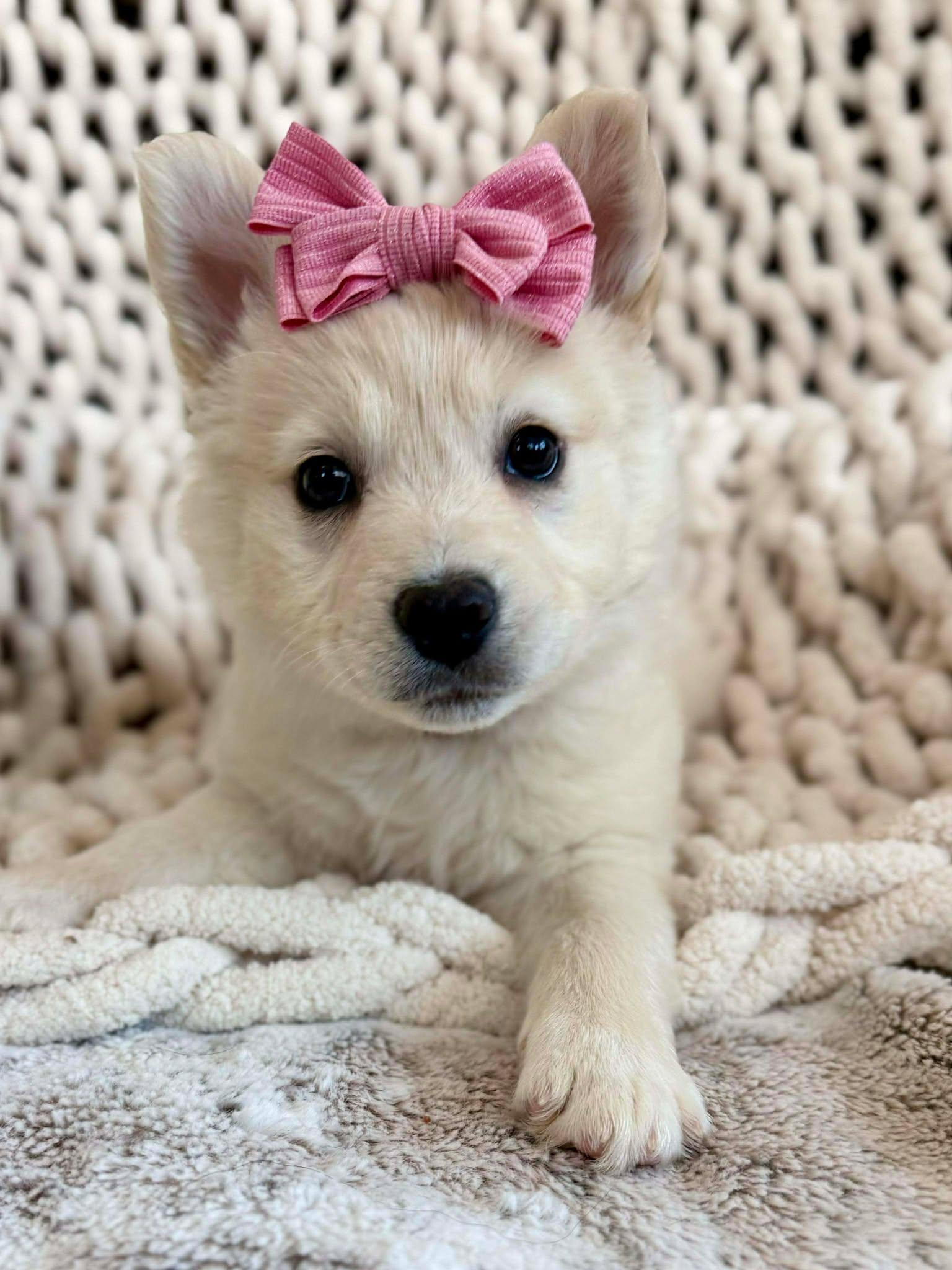 Daisy Pup , ADOPTABLE, Puppy Female Great Pyrenees & Labrador Retriever.