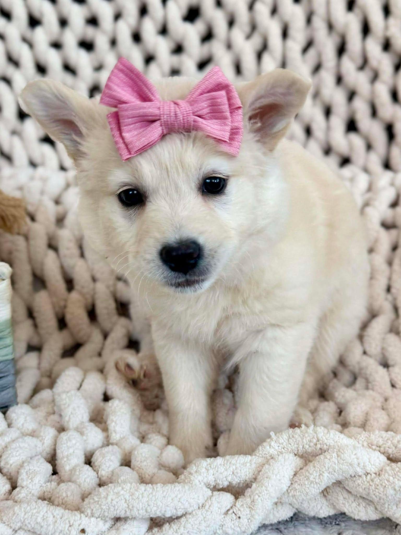 Enlarge Daisy Pup , an adopted mixed breed in Kiowa, OK image 3/6