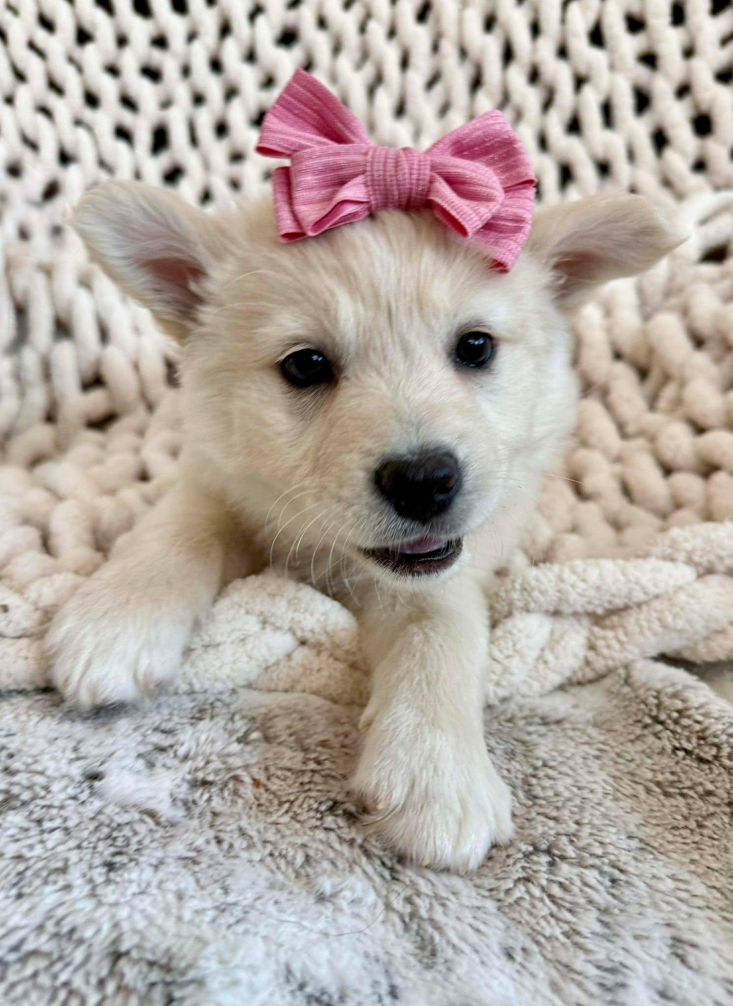 Enlarge Daisy Pup , an adopted mixed breed in Kiowa, OK image 2/6