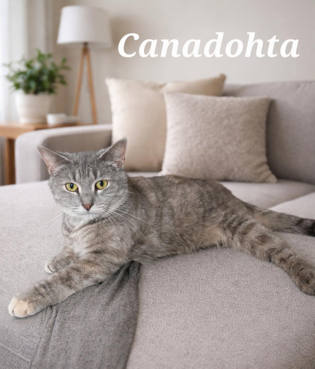 Canadohta, Adoptable, Young Female Tabby.