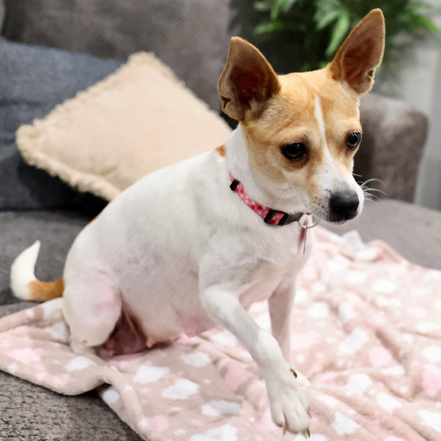 Enlarge Lumera, an adoptable mixed breed in Palatine, IL image 4/4