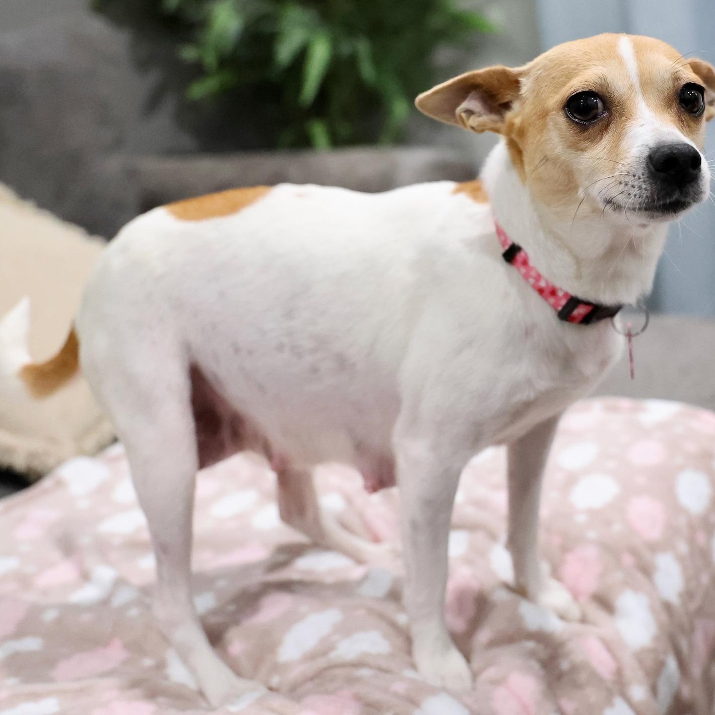 Enlarge Lumera, an adoptable mixed breed in Palatine, IL image 3/4