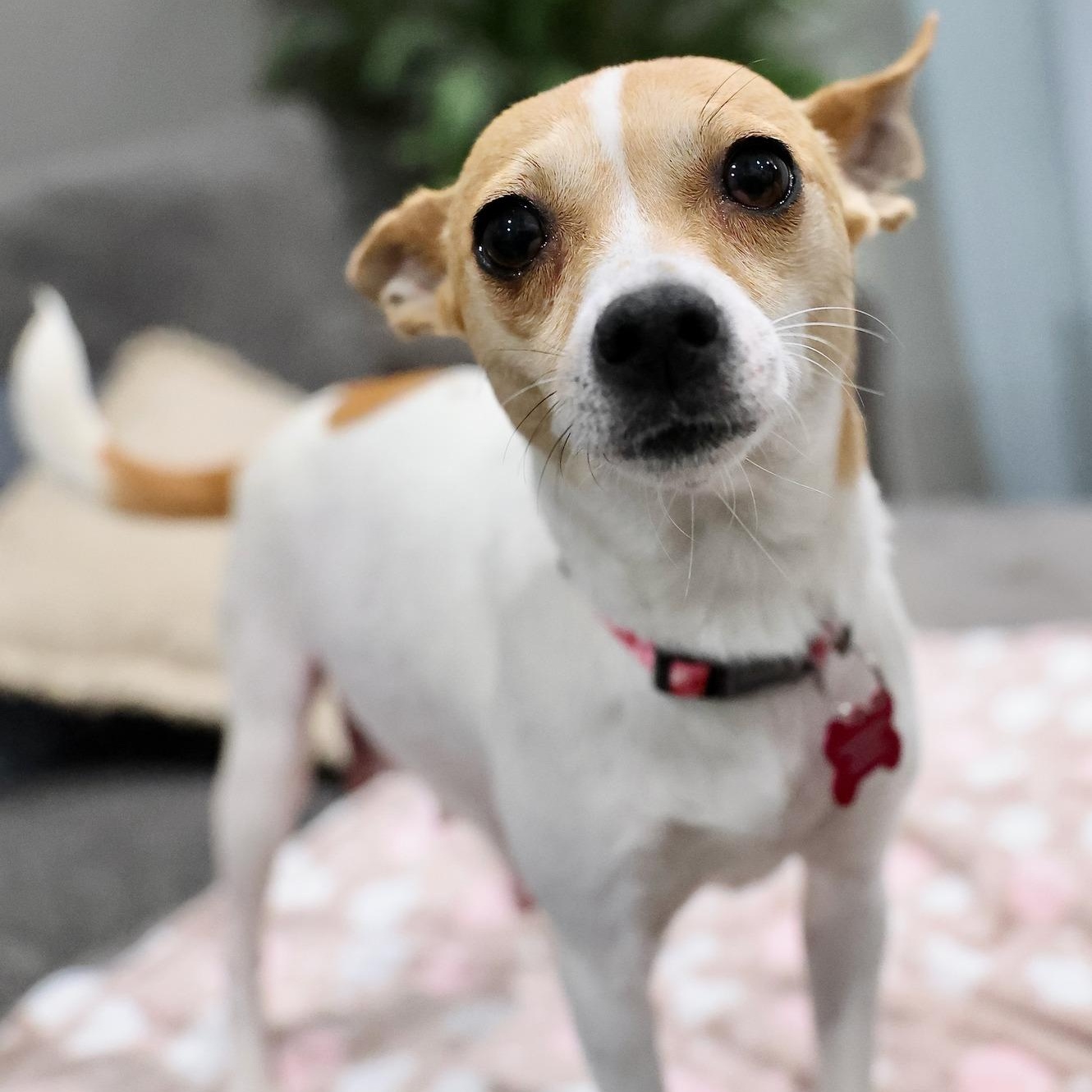 Enlarge Lumera, an adoptable mixed breed in Palatine, IL image 1/4