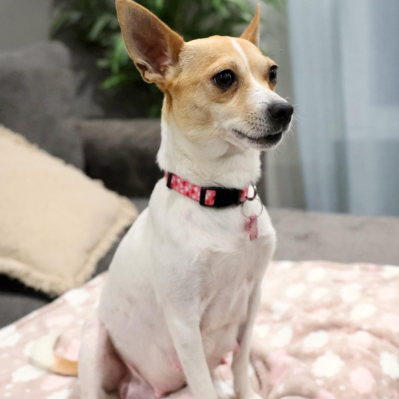 Enlarge Lumera, an adoptable mixed breed in Palatine, IL image 2/4